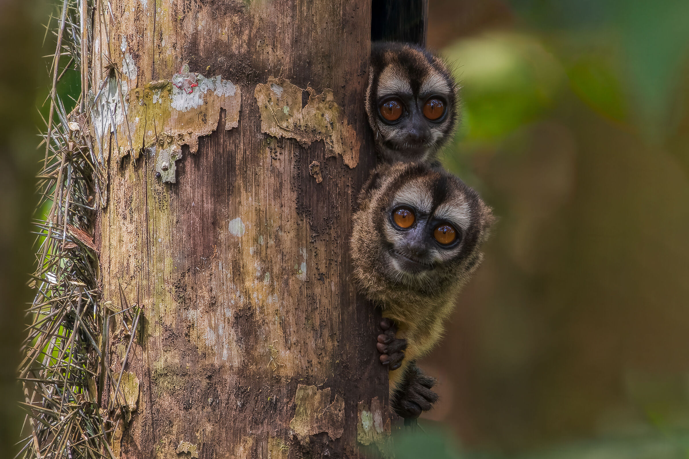 Gli occhi della foresta