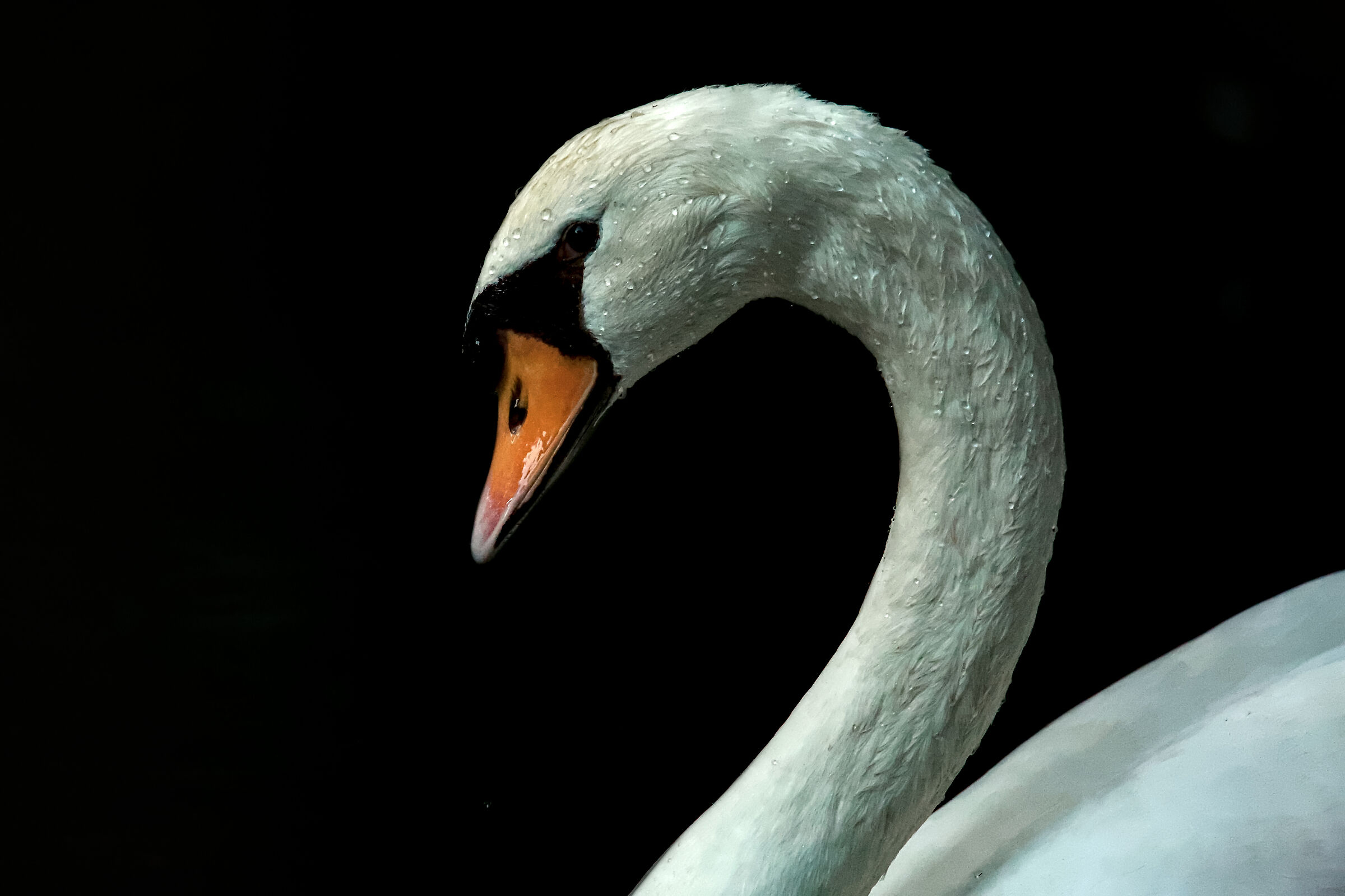 Swan Portrait