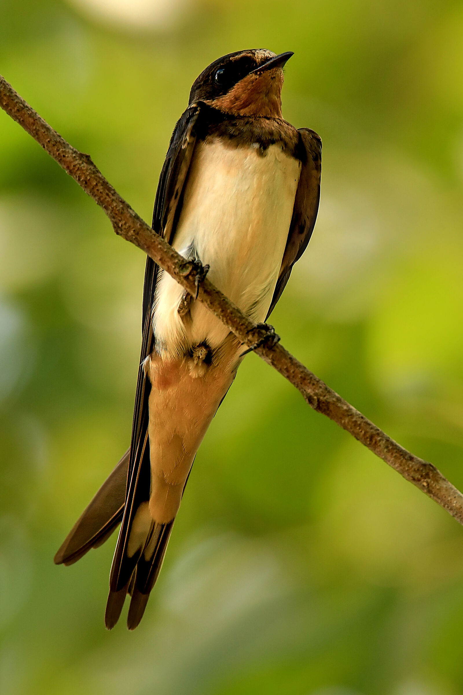 Swallow Laid