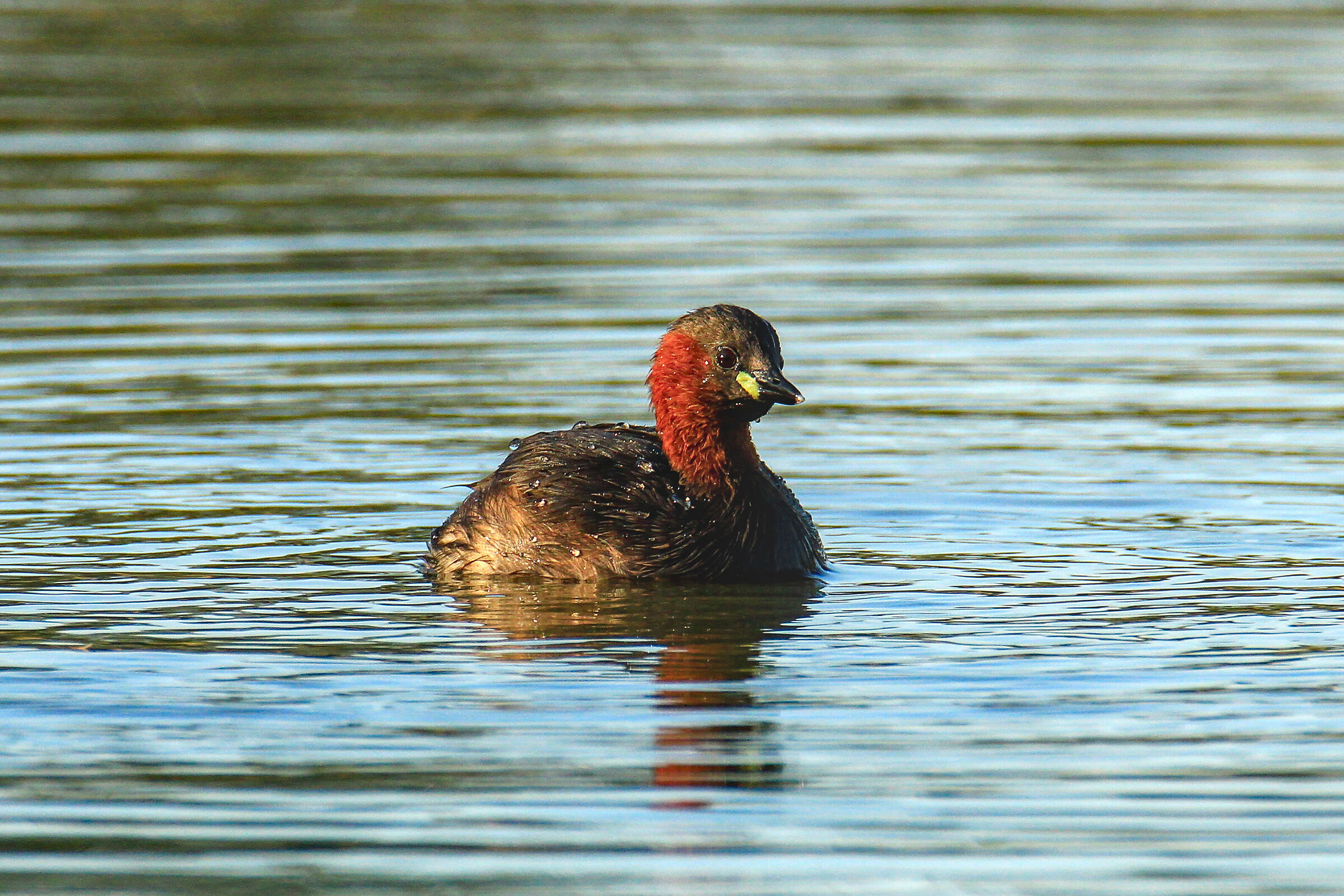 Dabchick