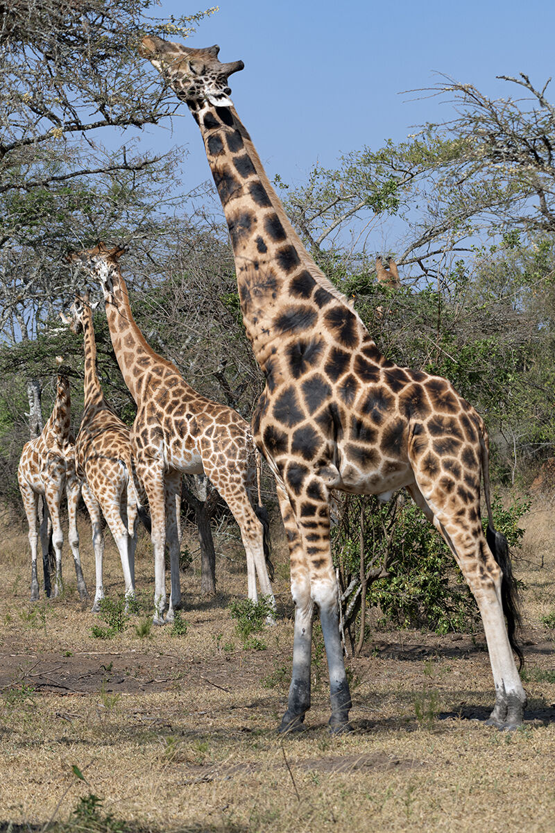 Rothschild giraffes