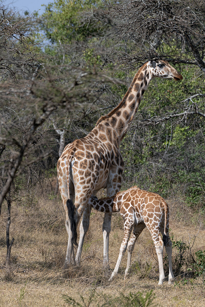 Rothschild giraffes