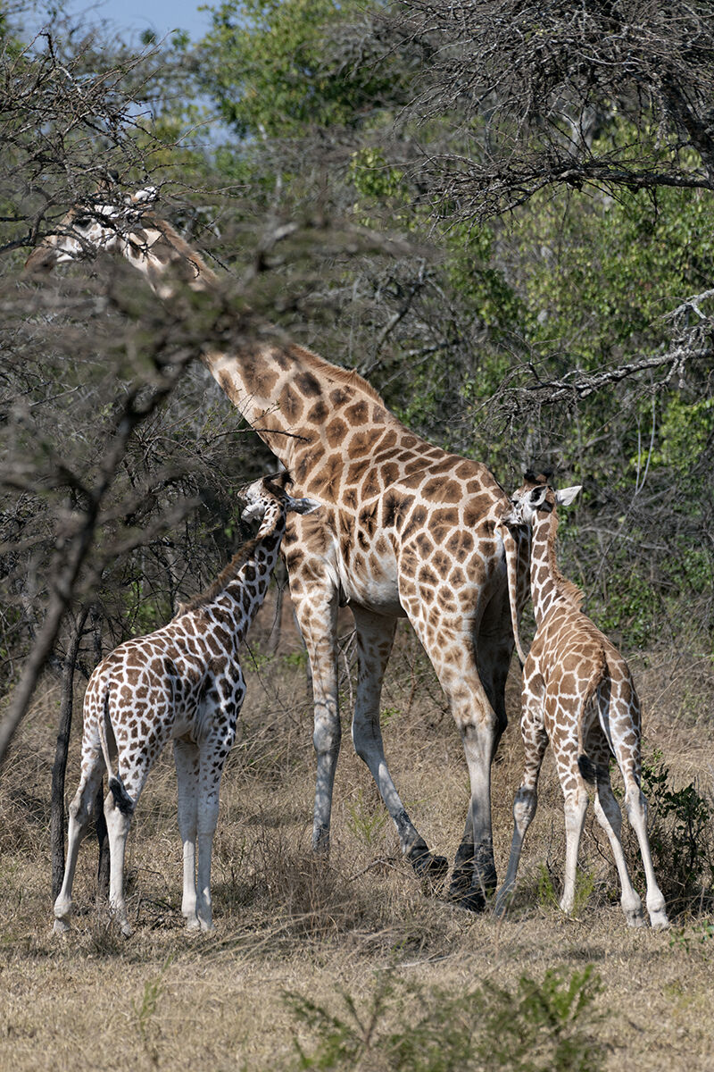 Rothschild giraffes