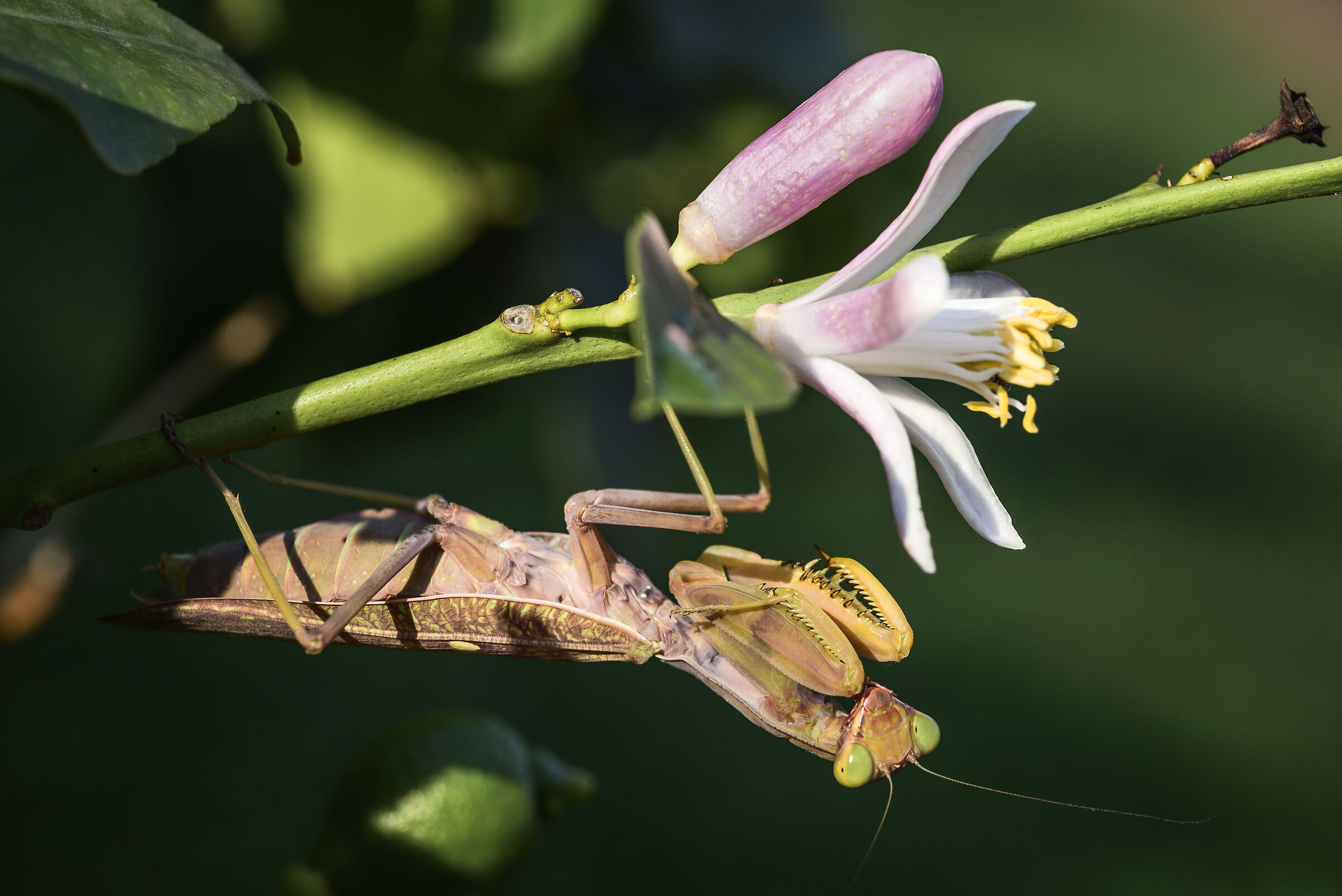 The mantis and the flower