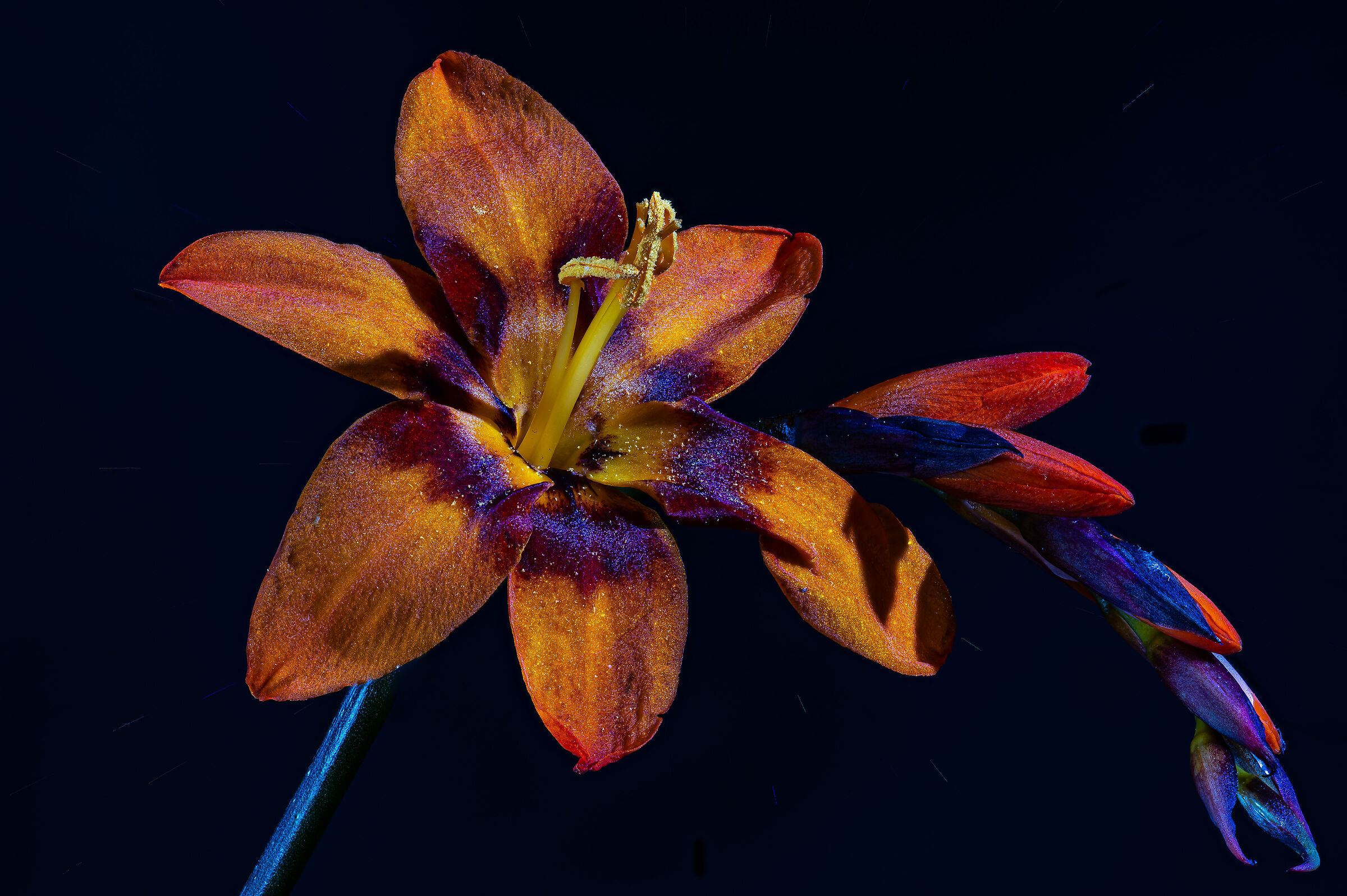 Crocosmia