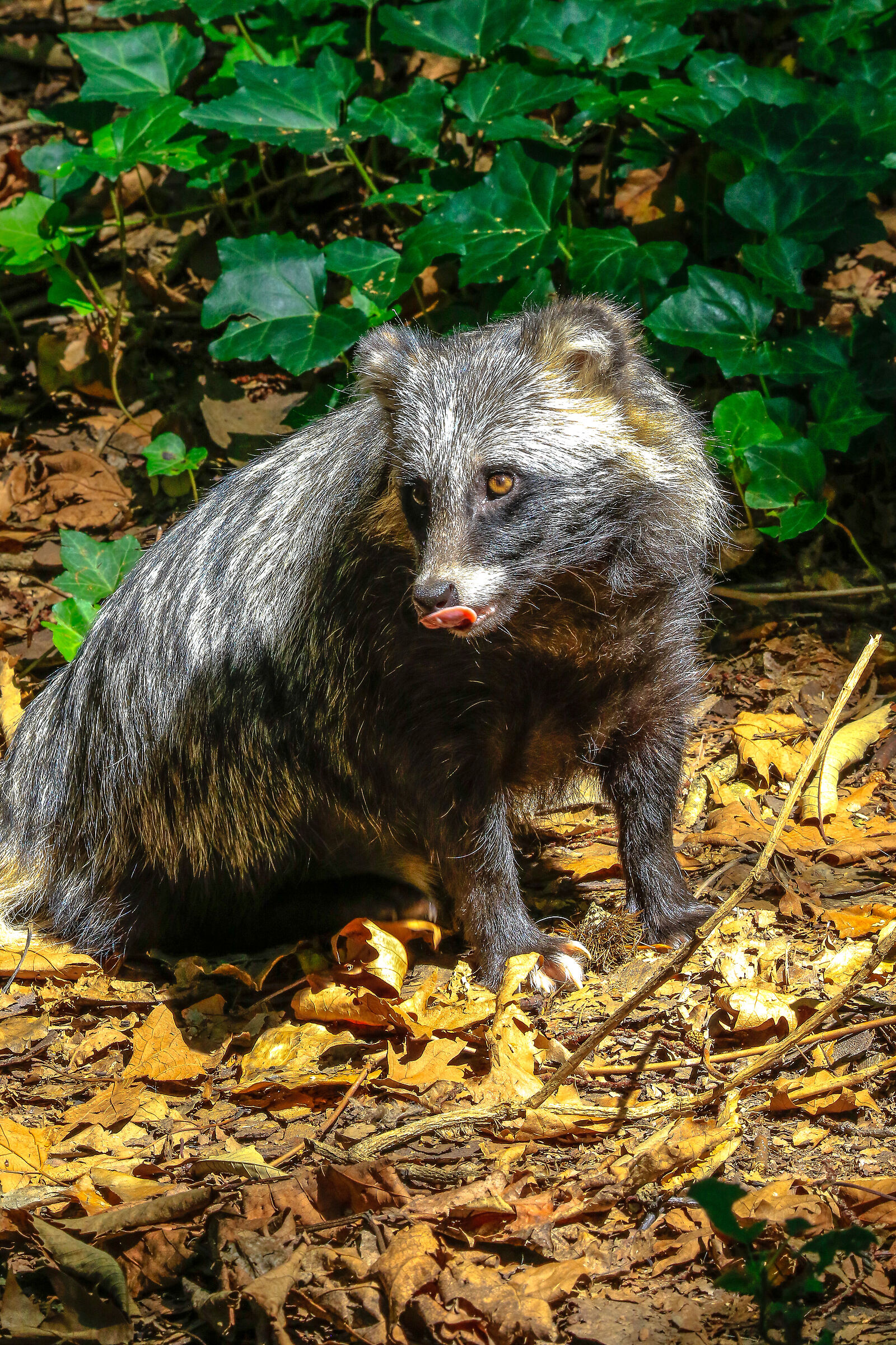 Binturong