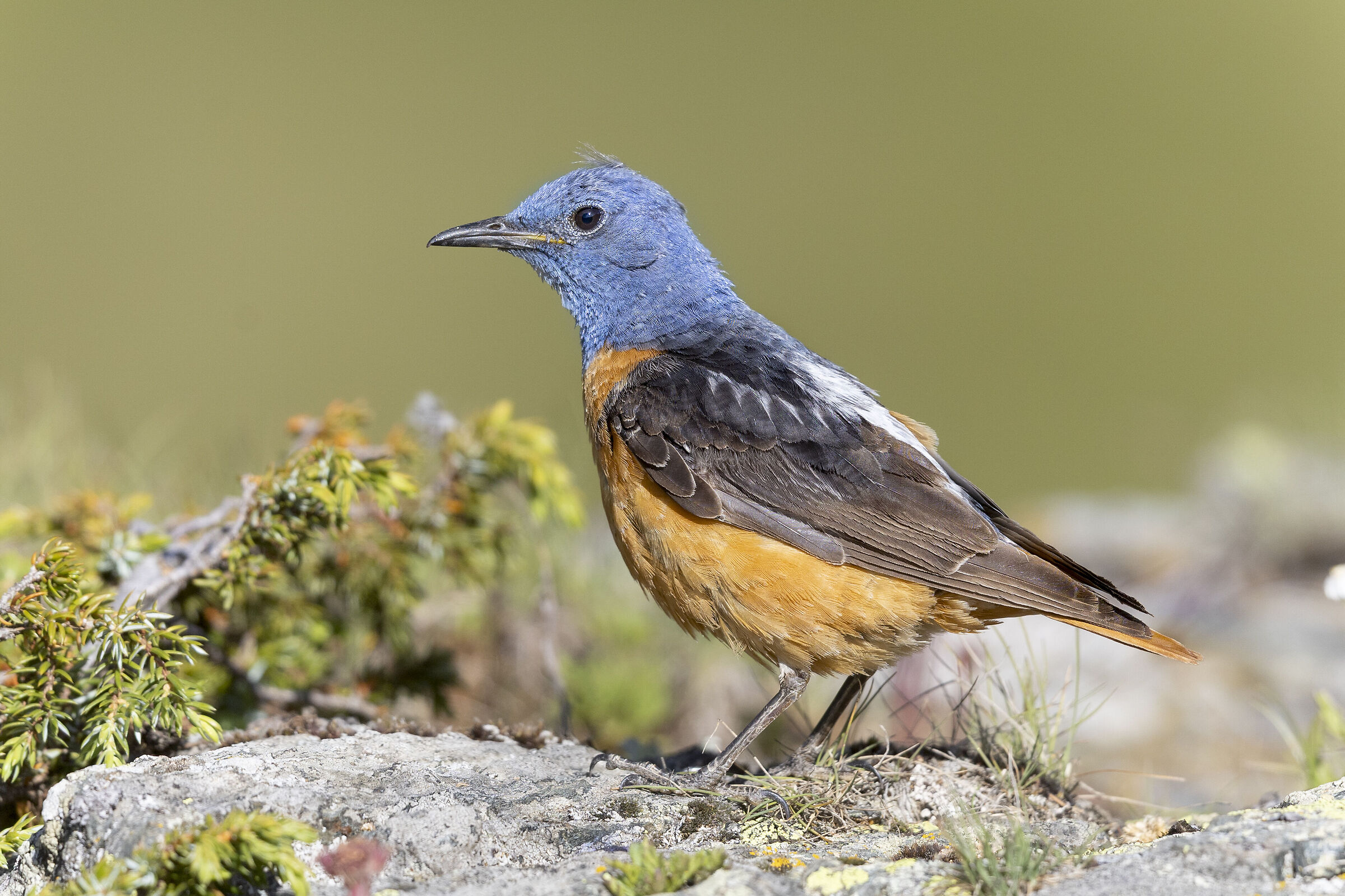 Redstart livery at the latest, July 2025