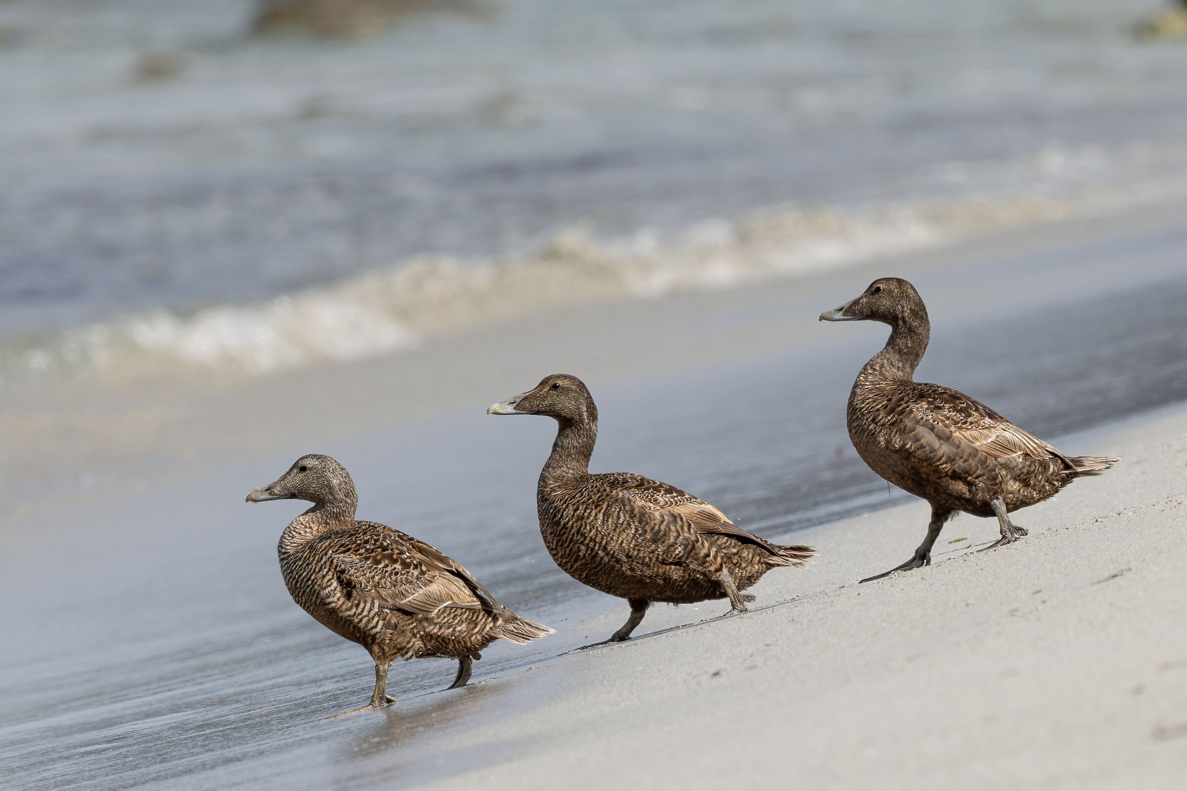 una giornata in spiaggia - Edredoni