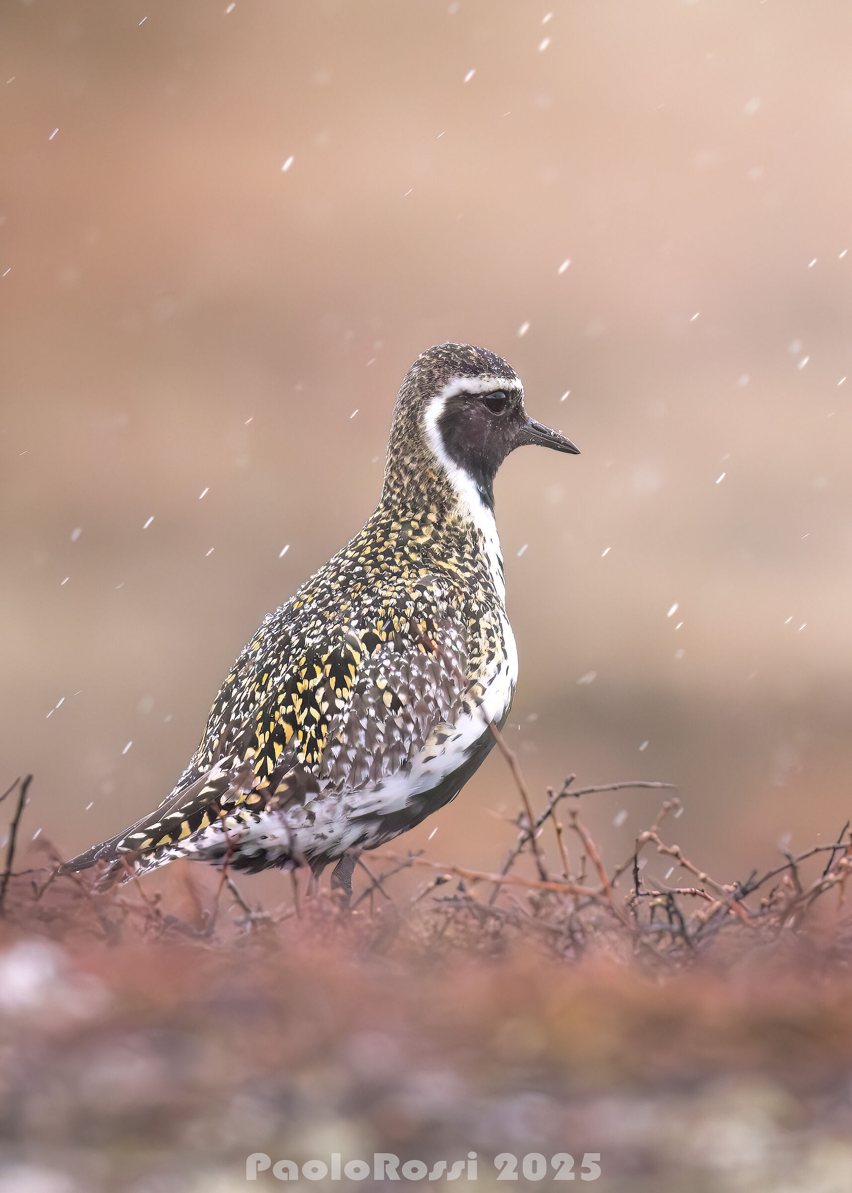 Golden Plover