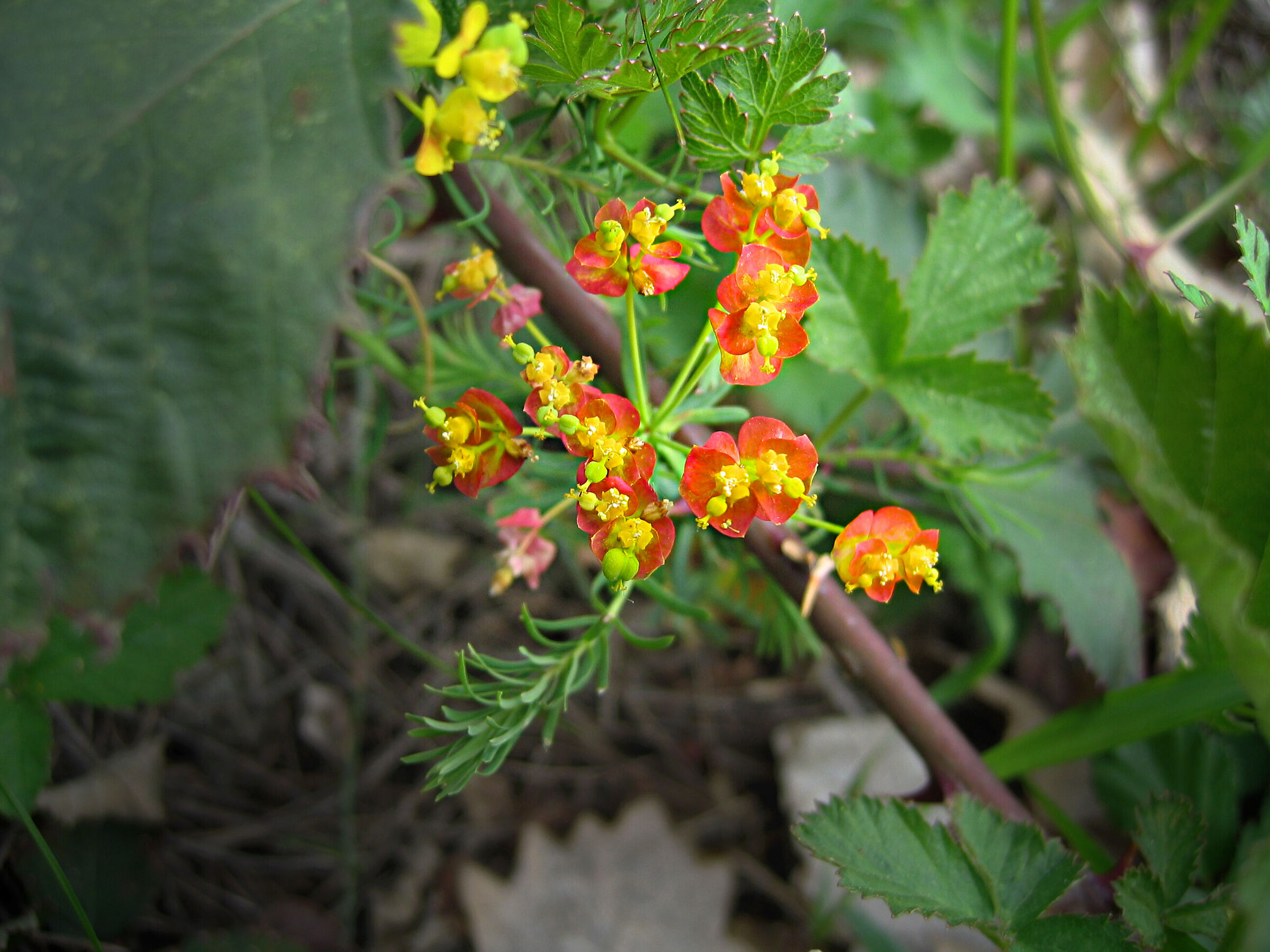 Small flowers
