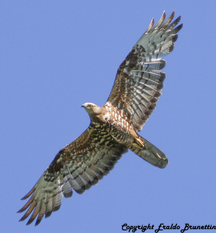 Buzzard