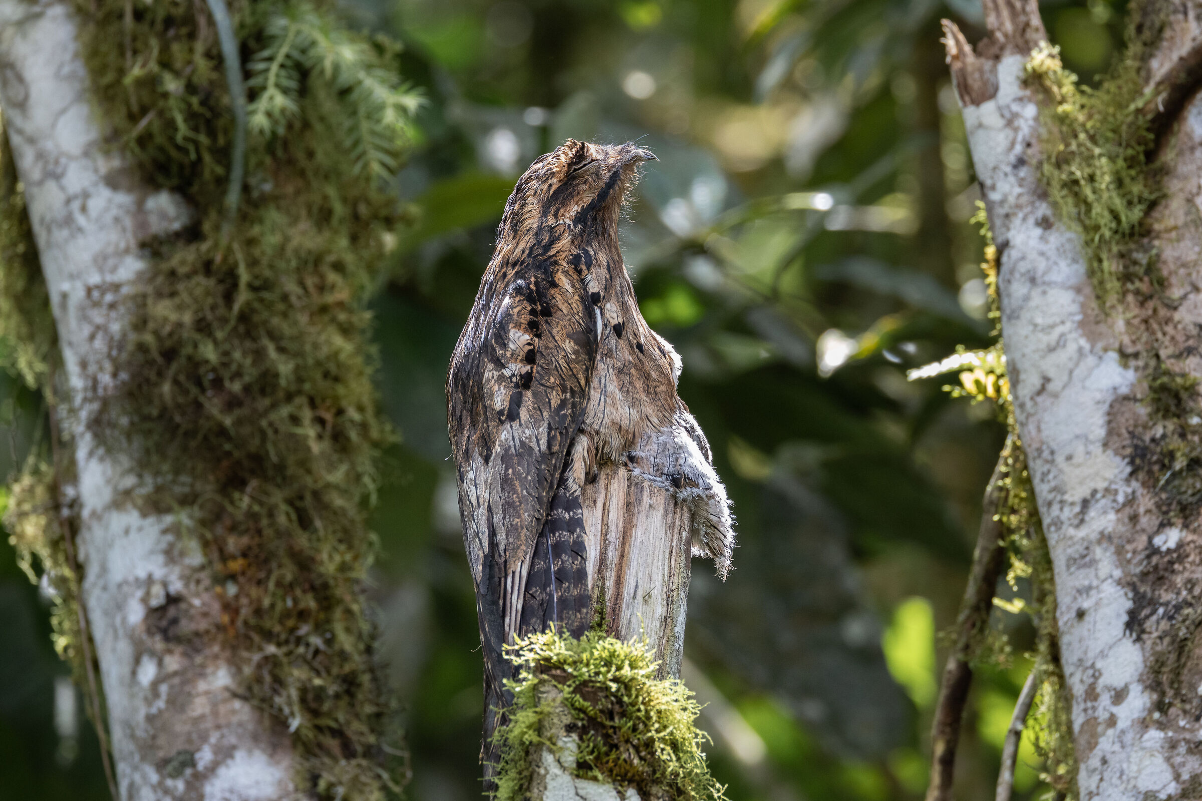 Nittibio comune su nido