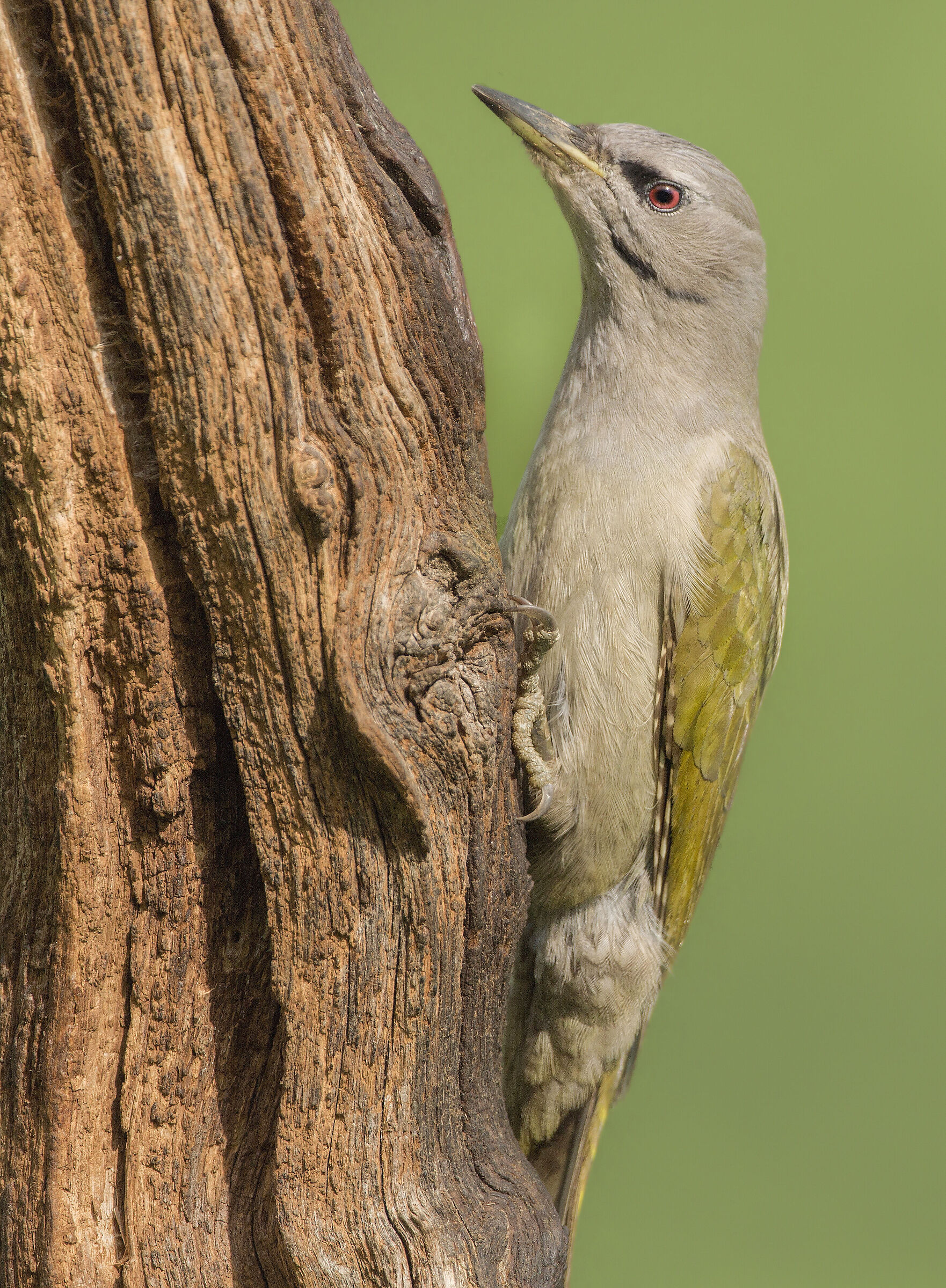 grey-headed woodpecker