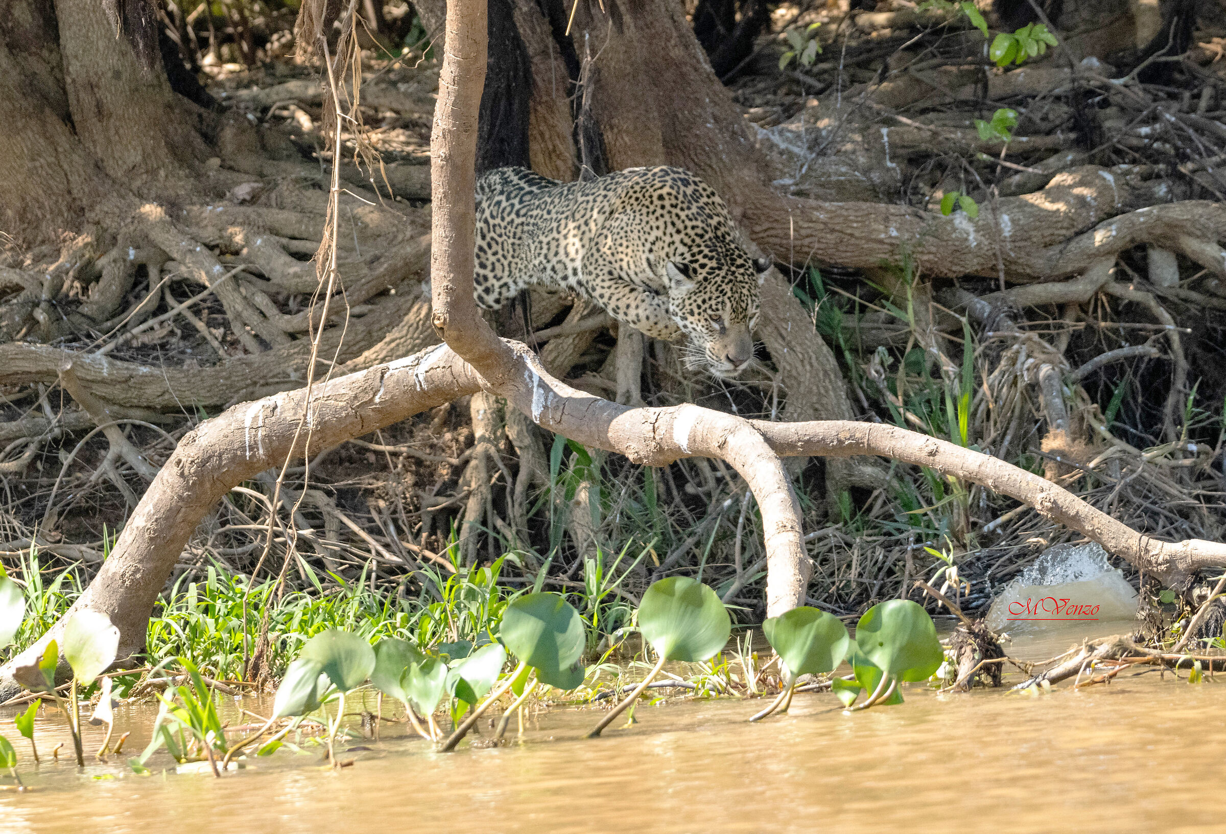Pantanal