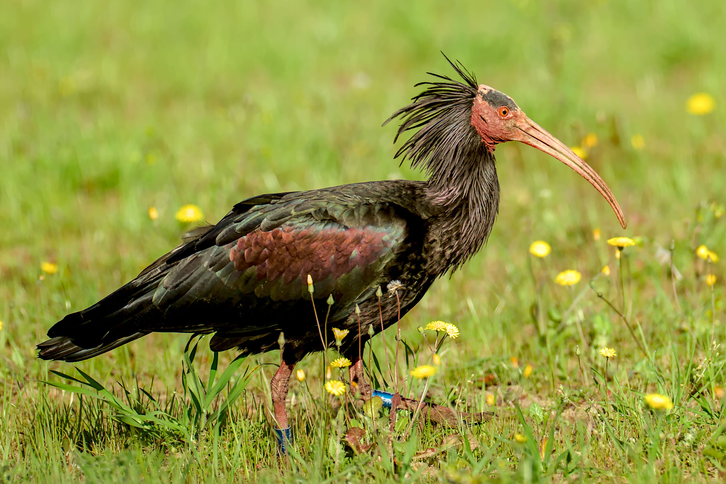 Portrait of the Northern Bald Ibis