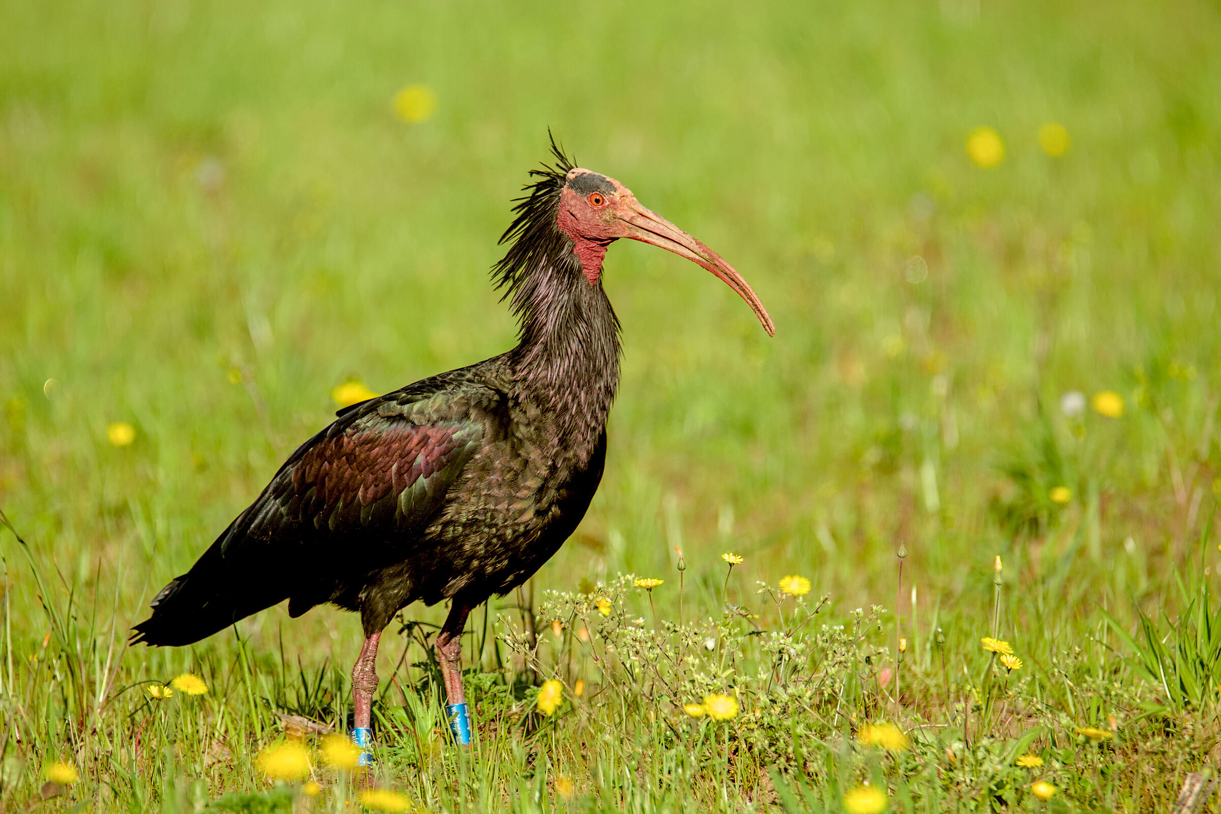 Northern Bald Ibis posing