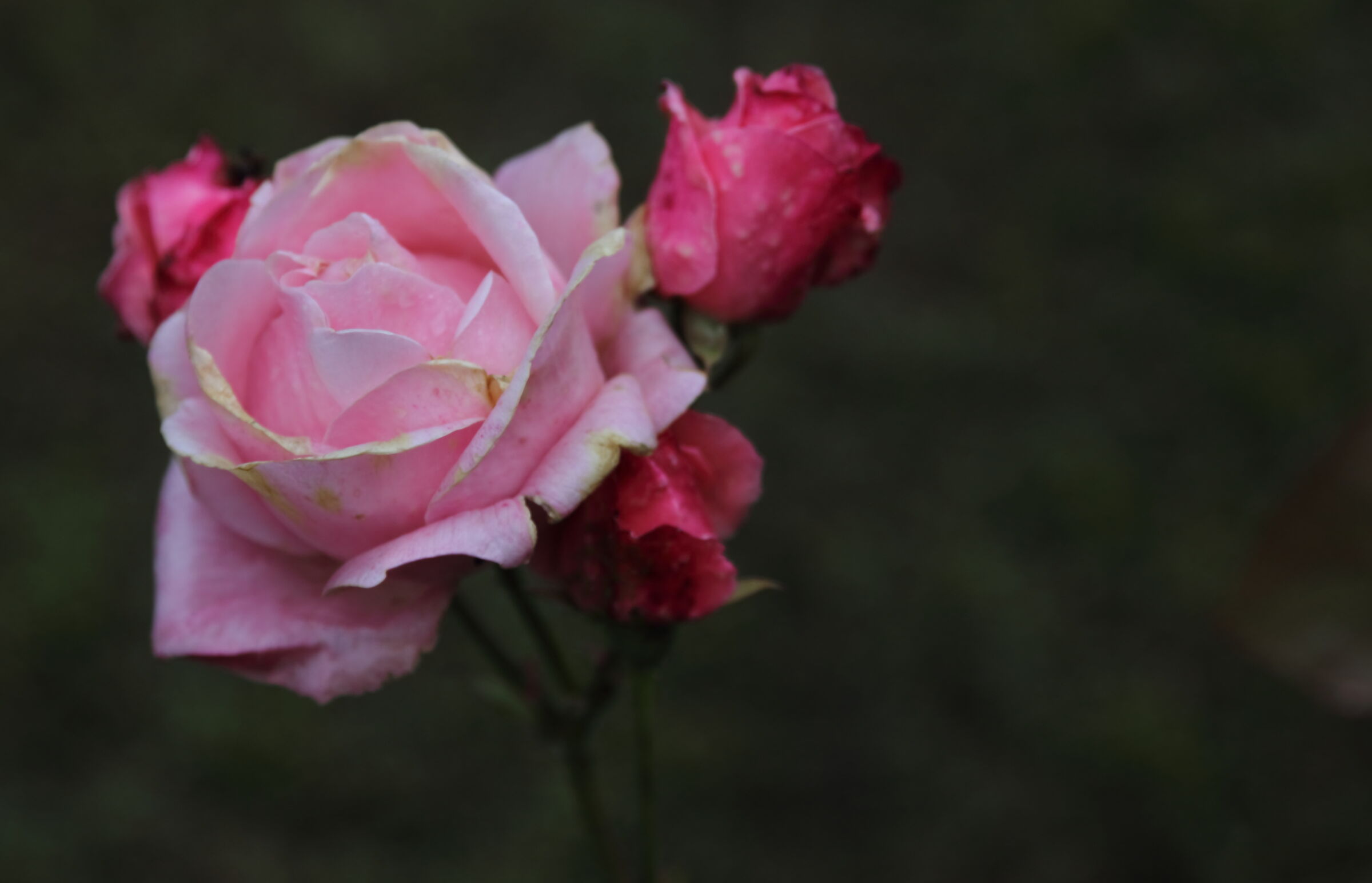 una rosa per te.