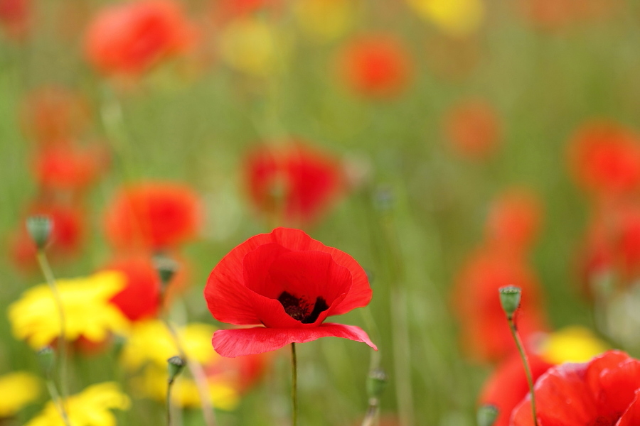 rosso... come un papavero