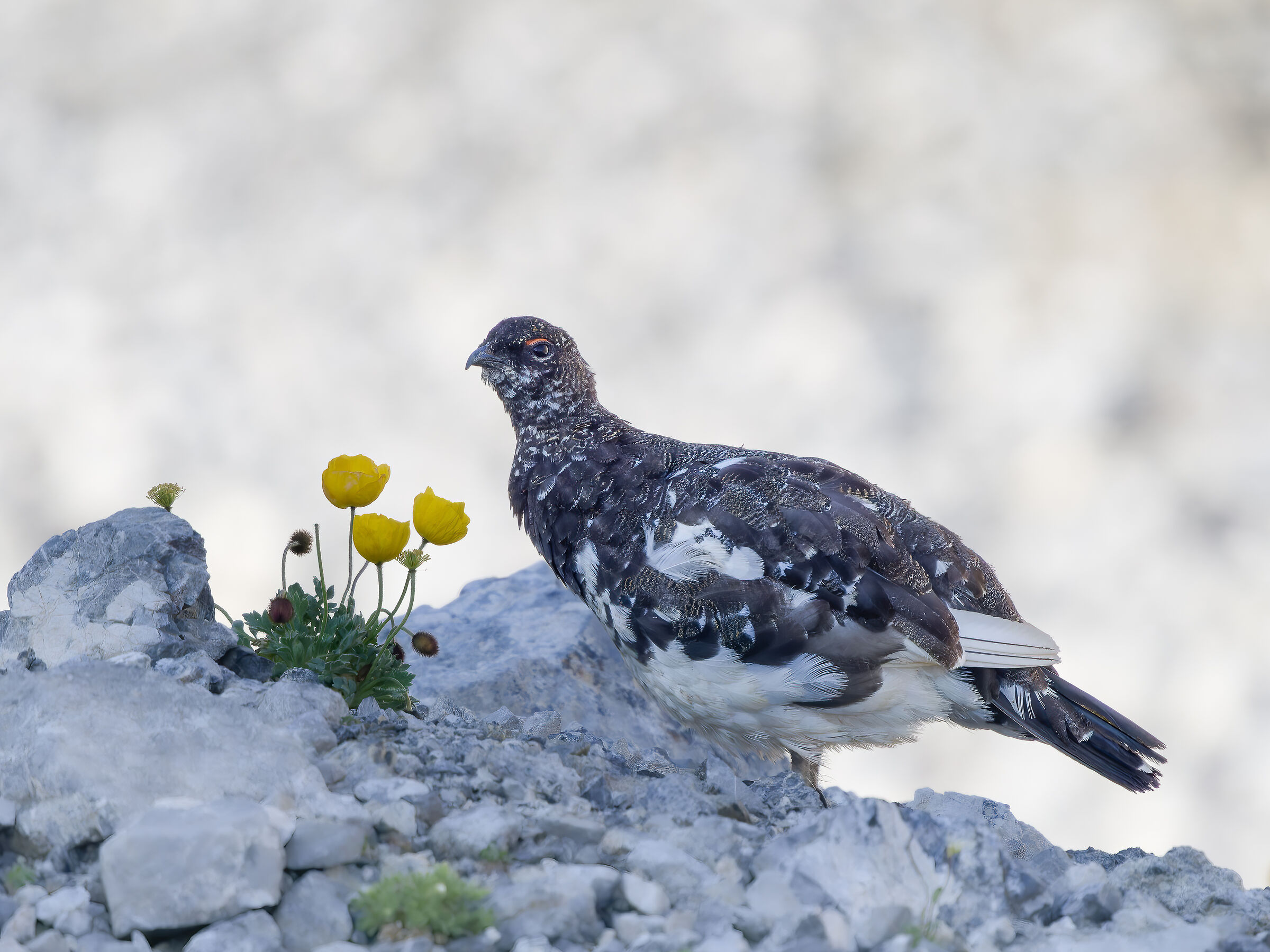 Rock Ptarmigan with Alpine Poppies