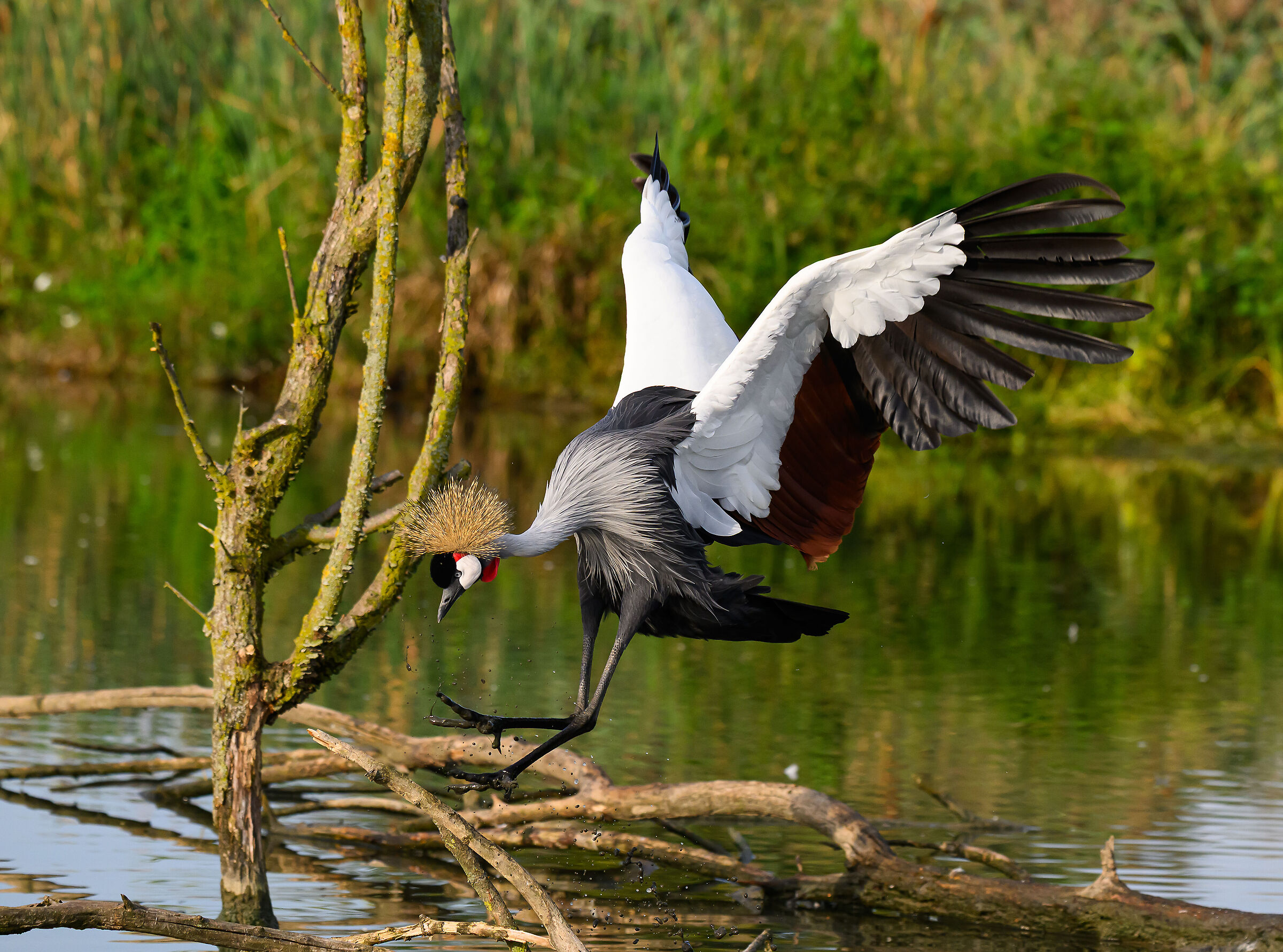 Crowned crane