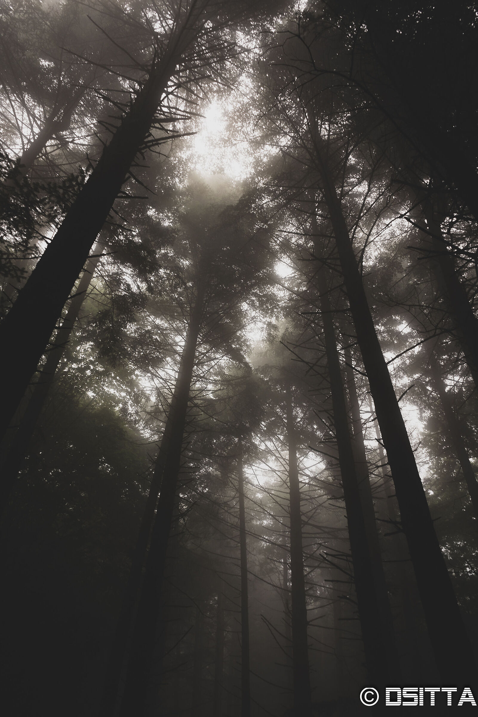 Dawn on the Way of the Gods