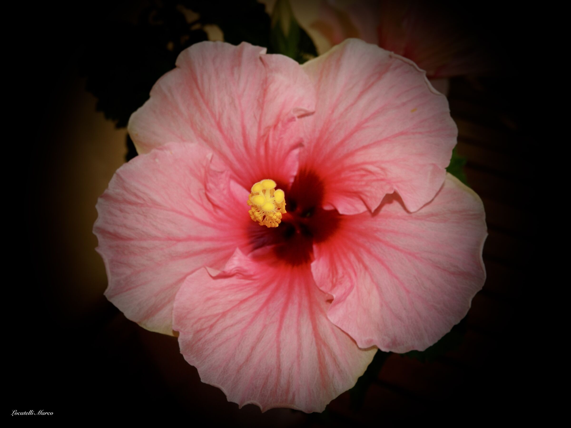 Hibiscus