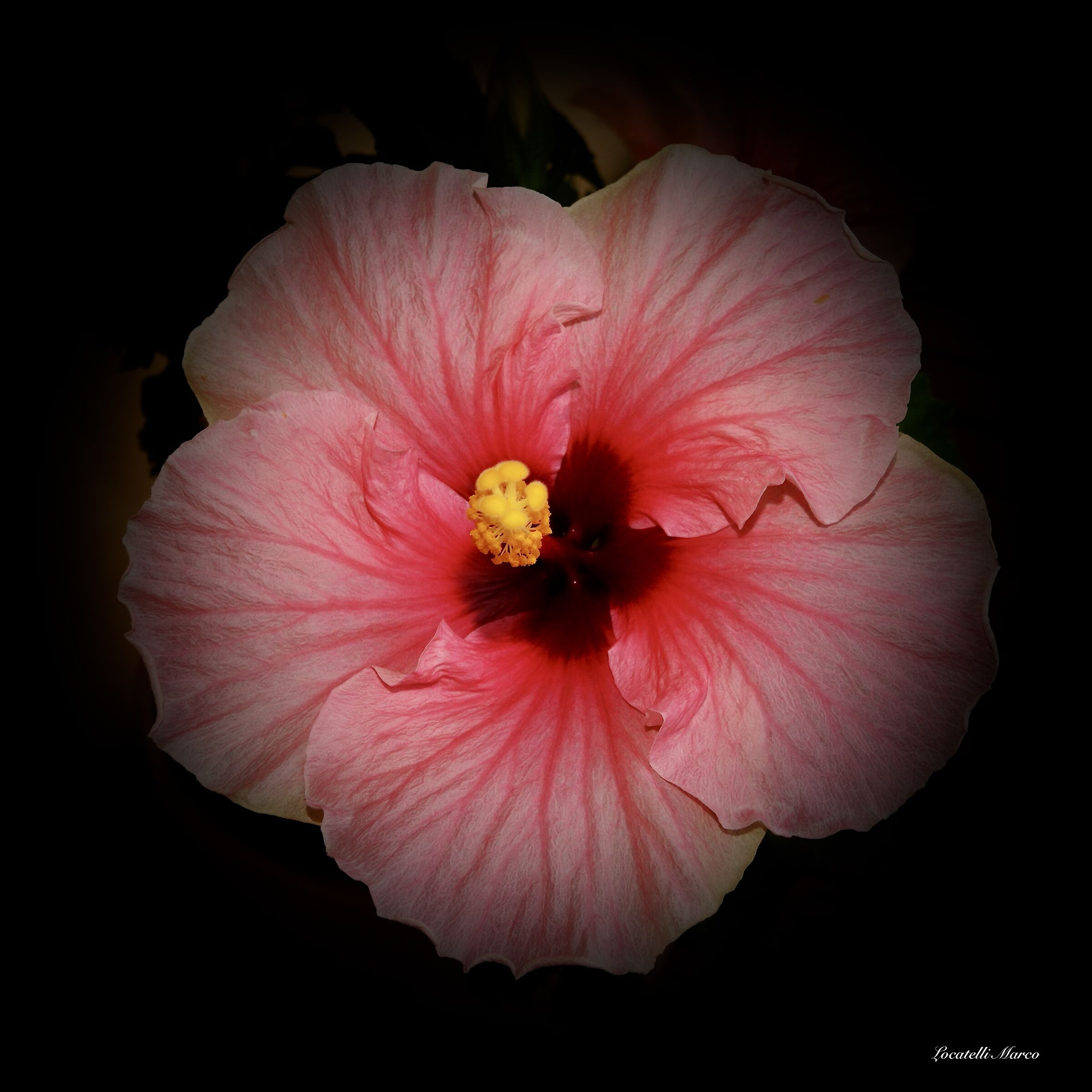 Untitled Photo