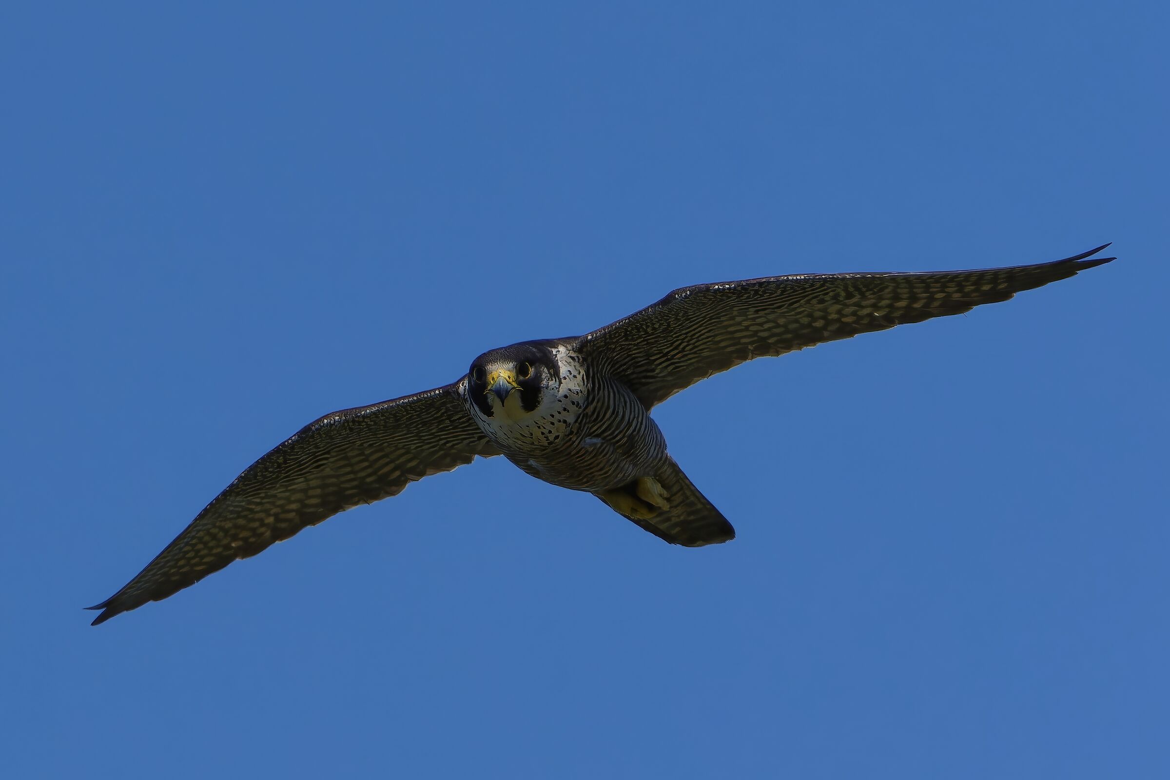 Peregrine