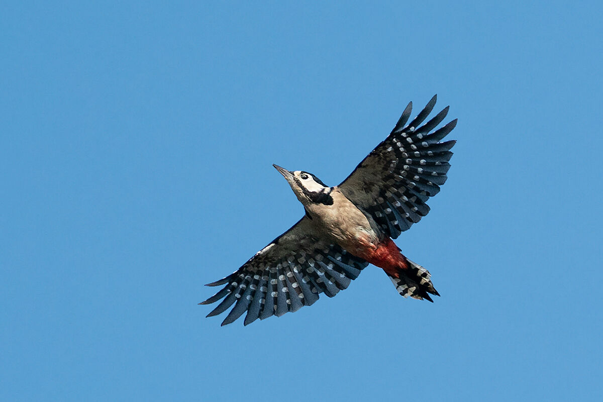 Great Spotted Woodpecker