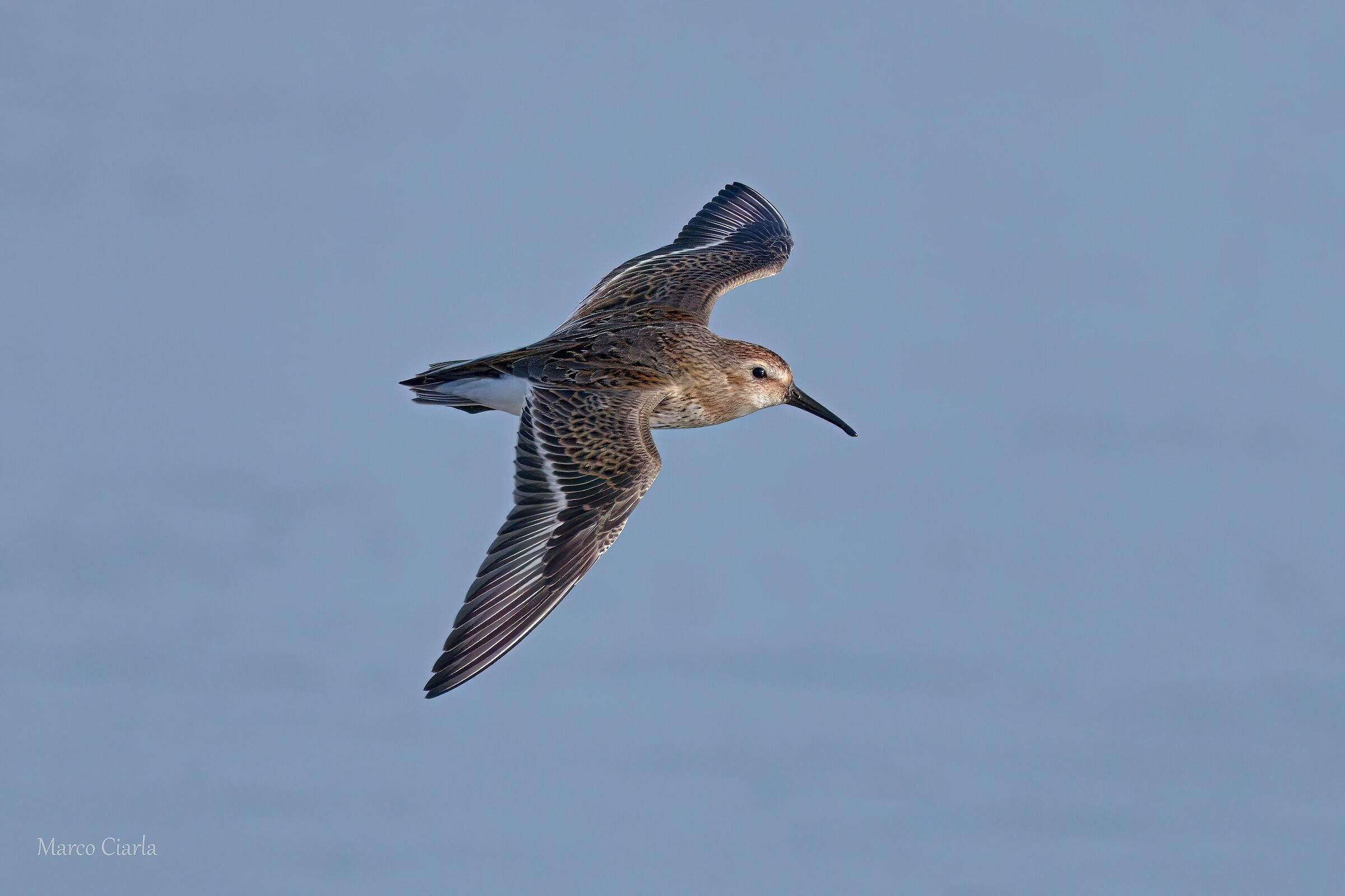 Piovanello pancianera (Calidris alpina)