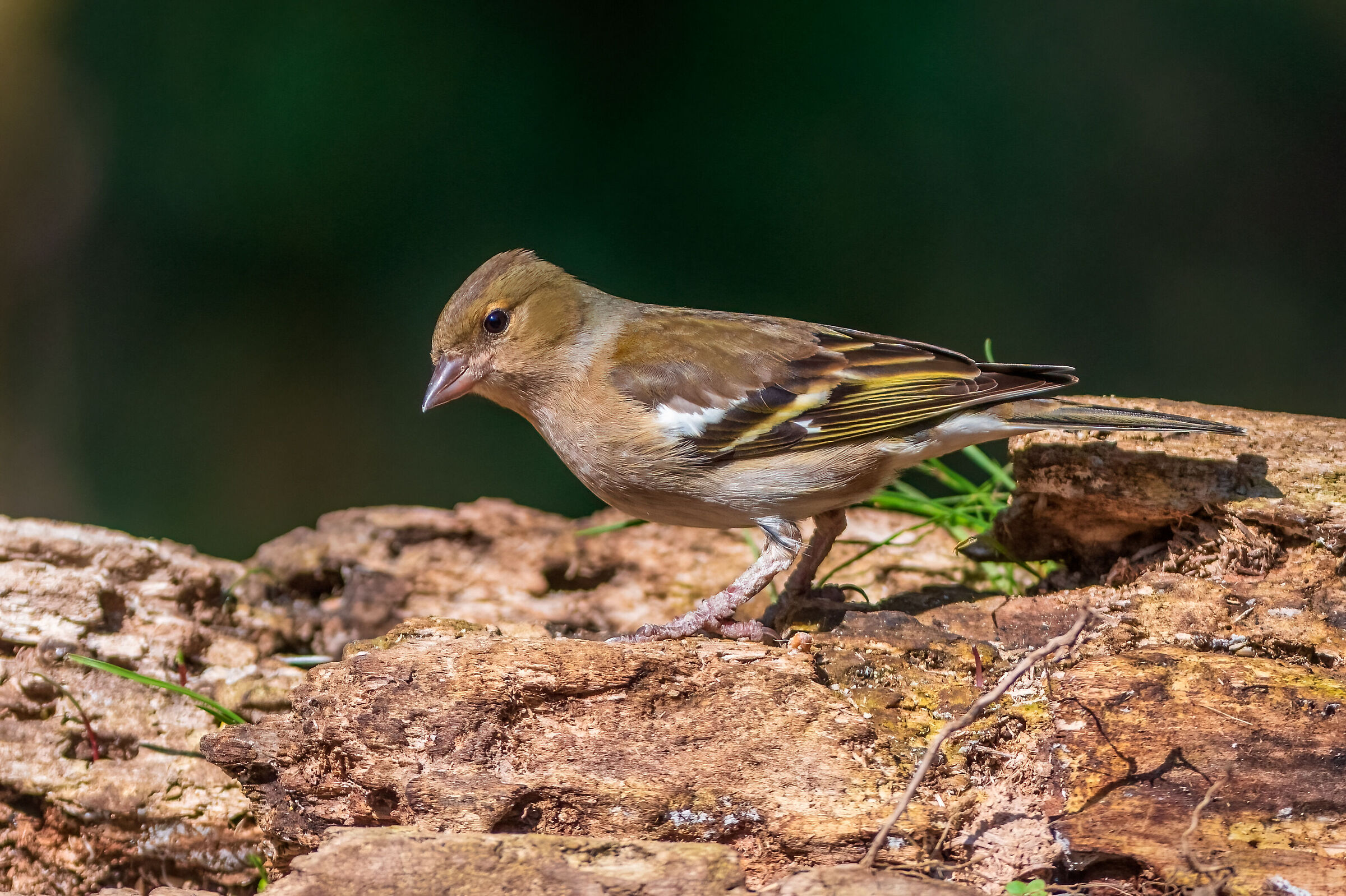 Chaffinch