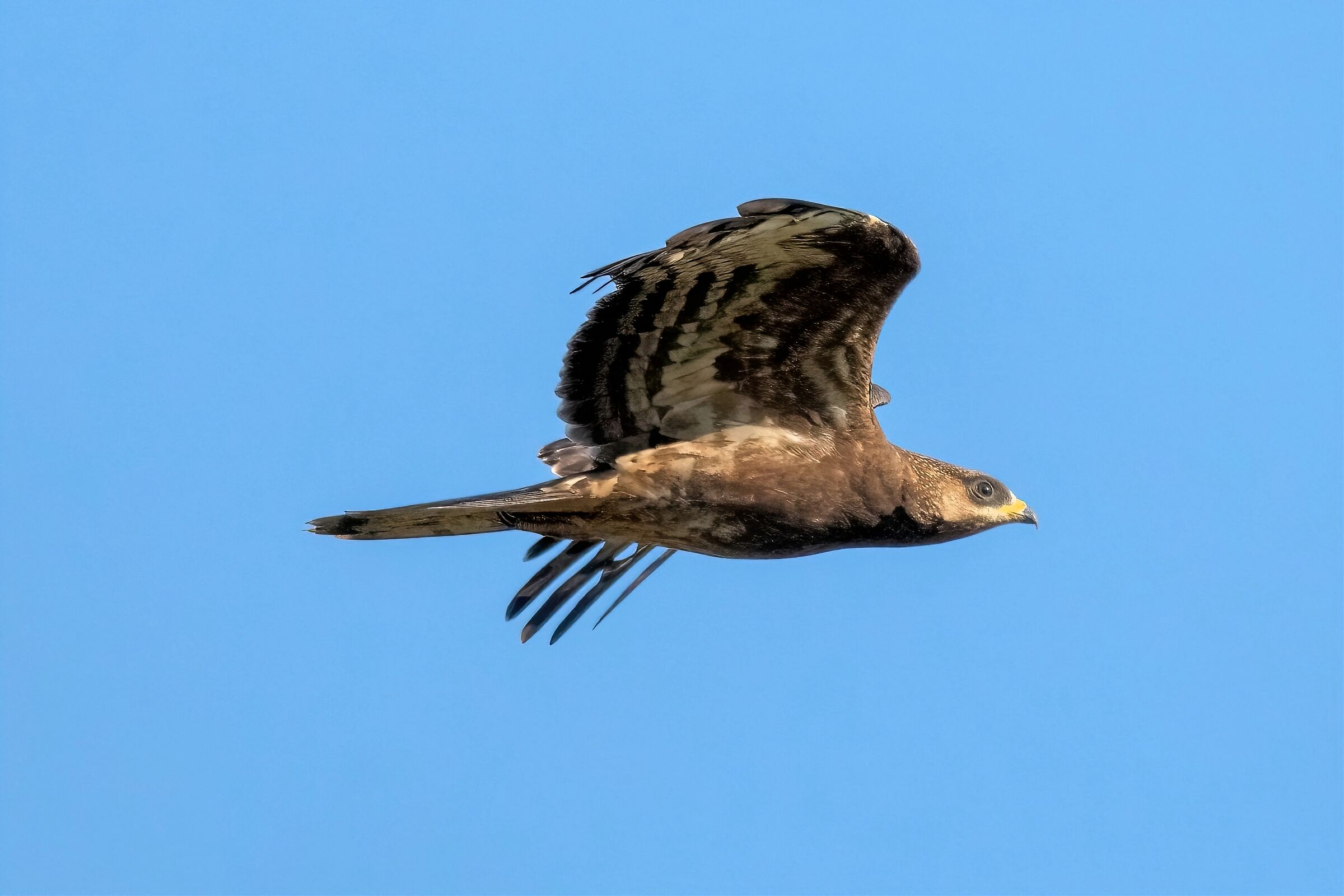Falco Pecchiaiolo (Pernis apivorus)