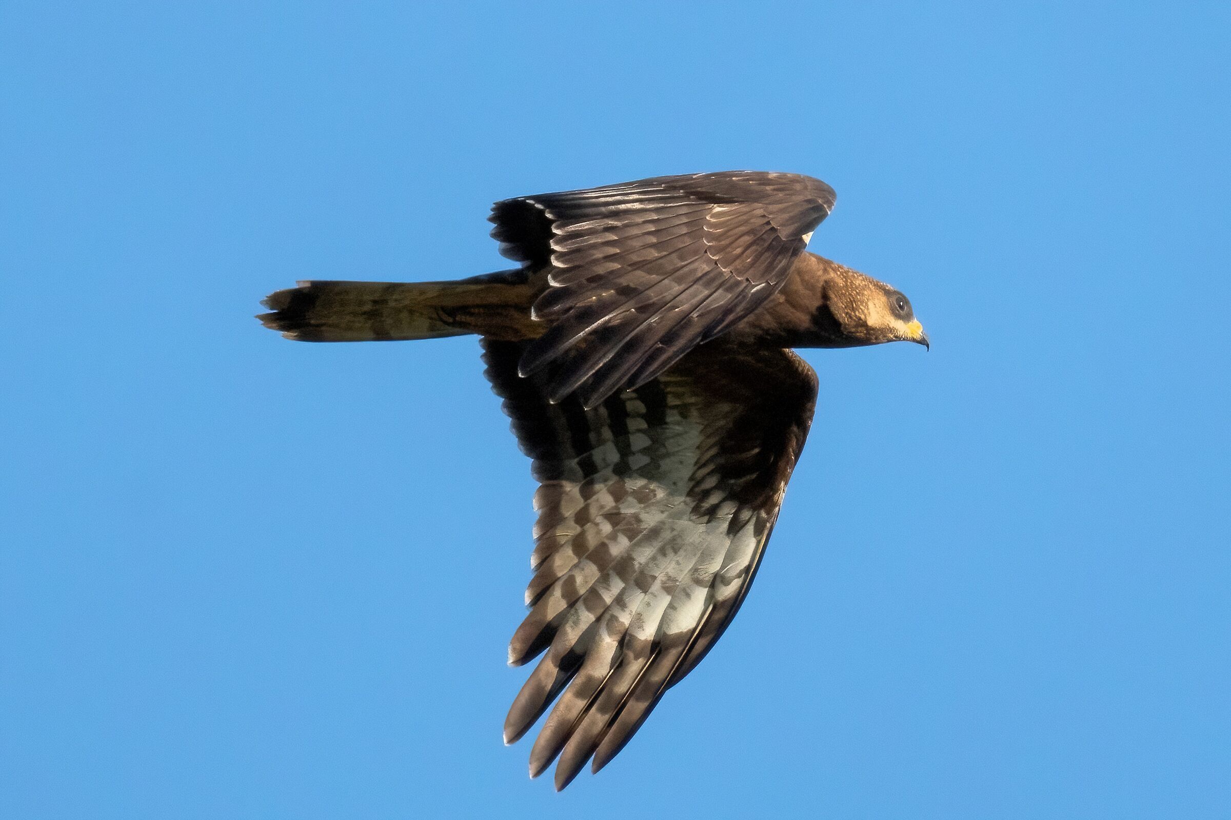 Falco Pecchiaiolo (Pernis apivorus)