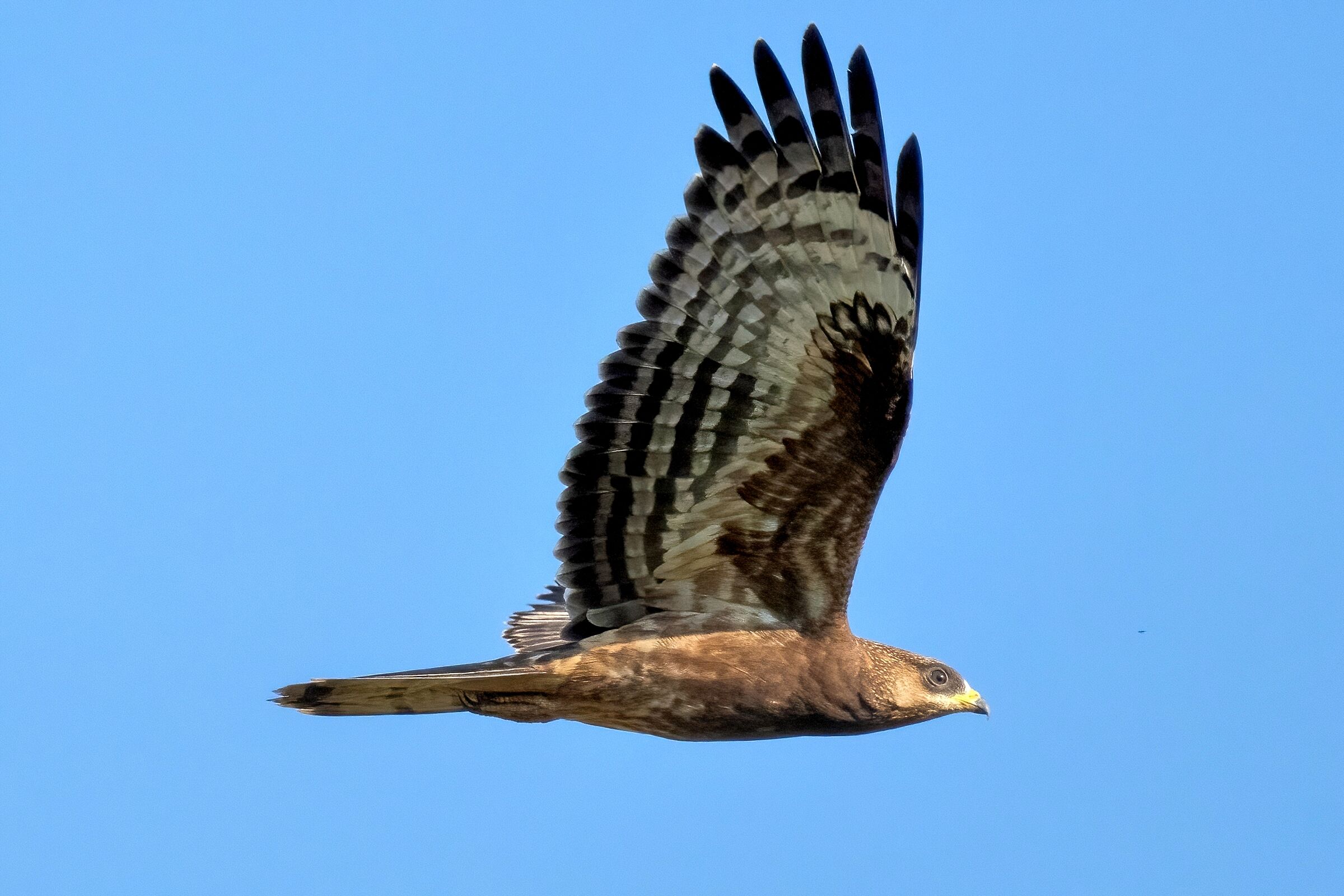 Honey Buzzard (Pernis apivorus)