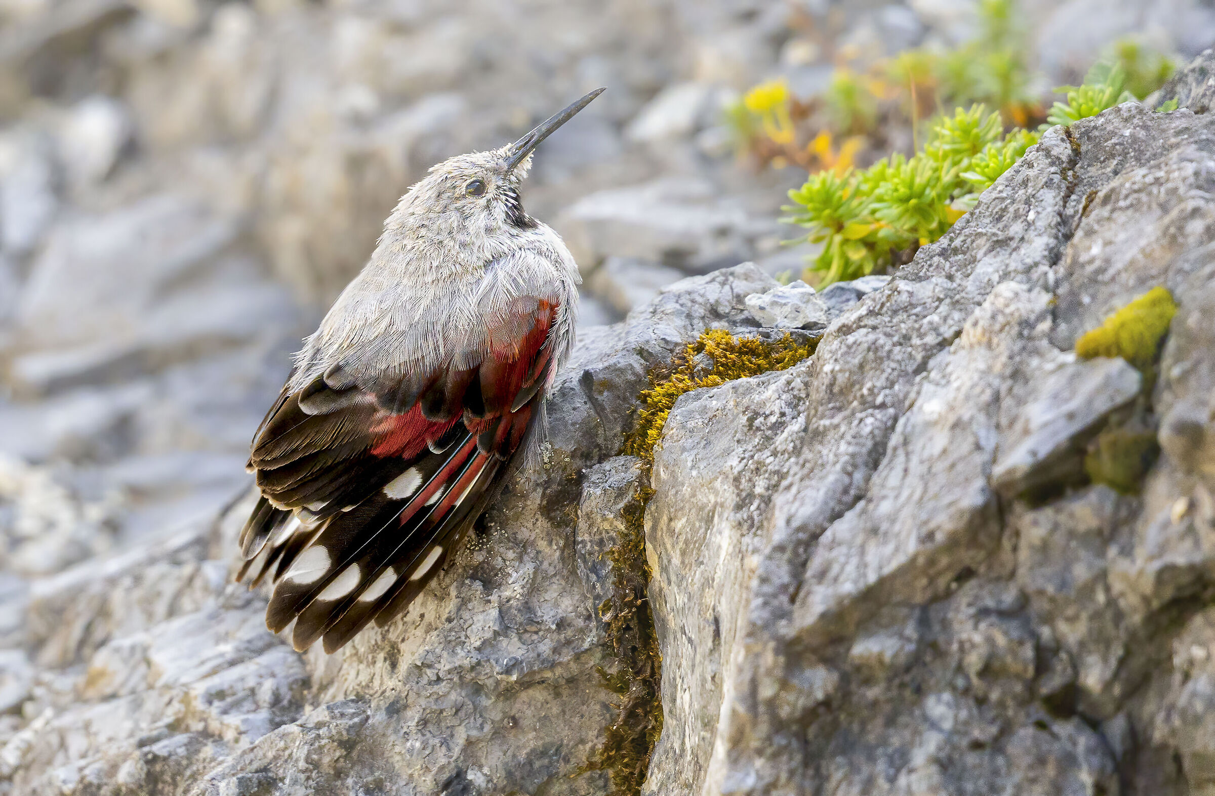 Wallcreeper and succulents