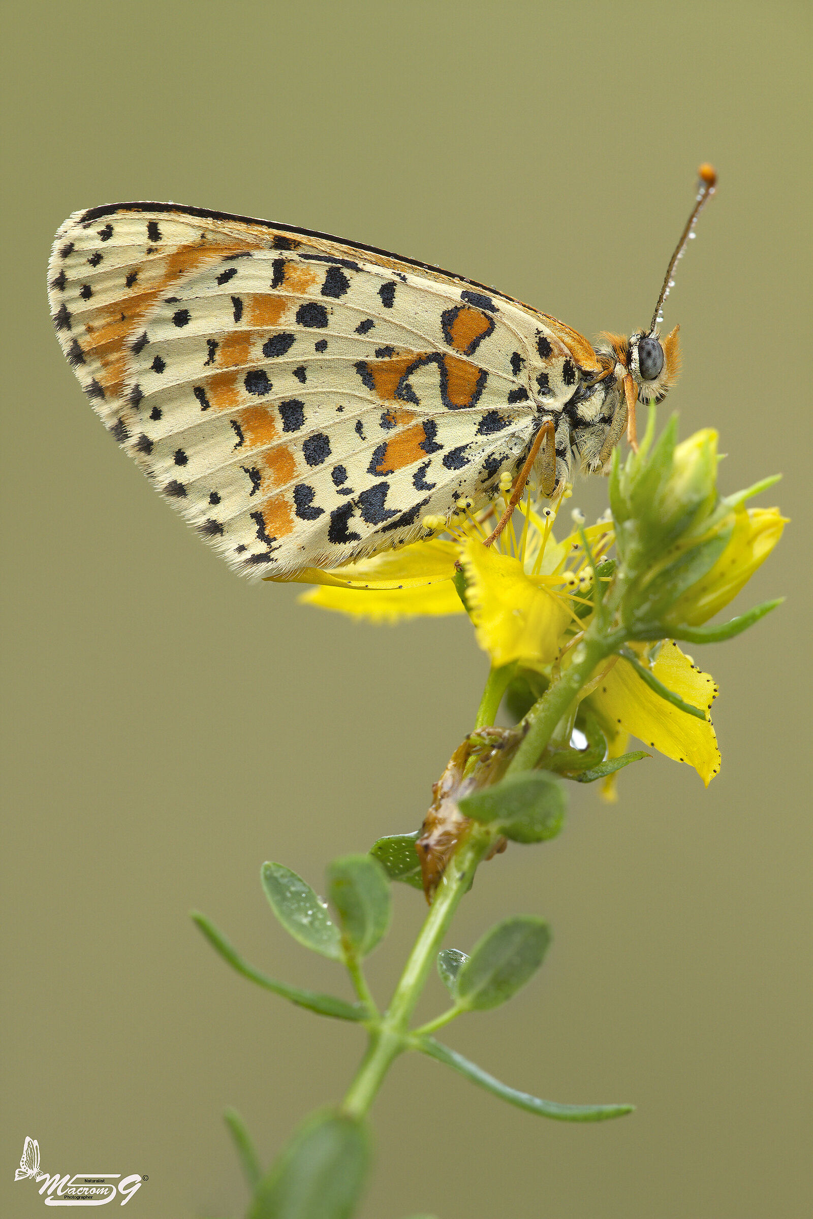 Melitaea Didyma