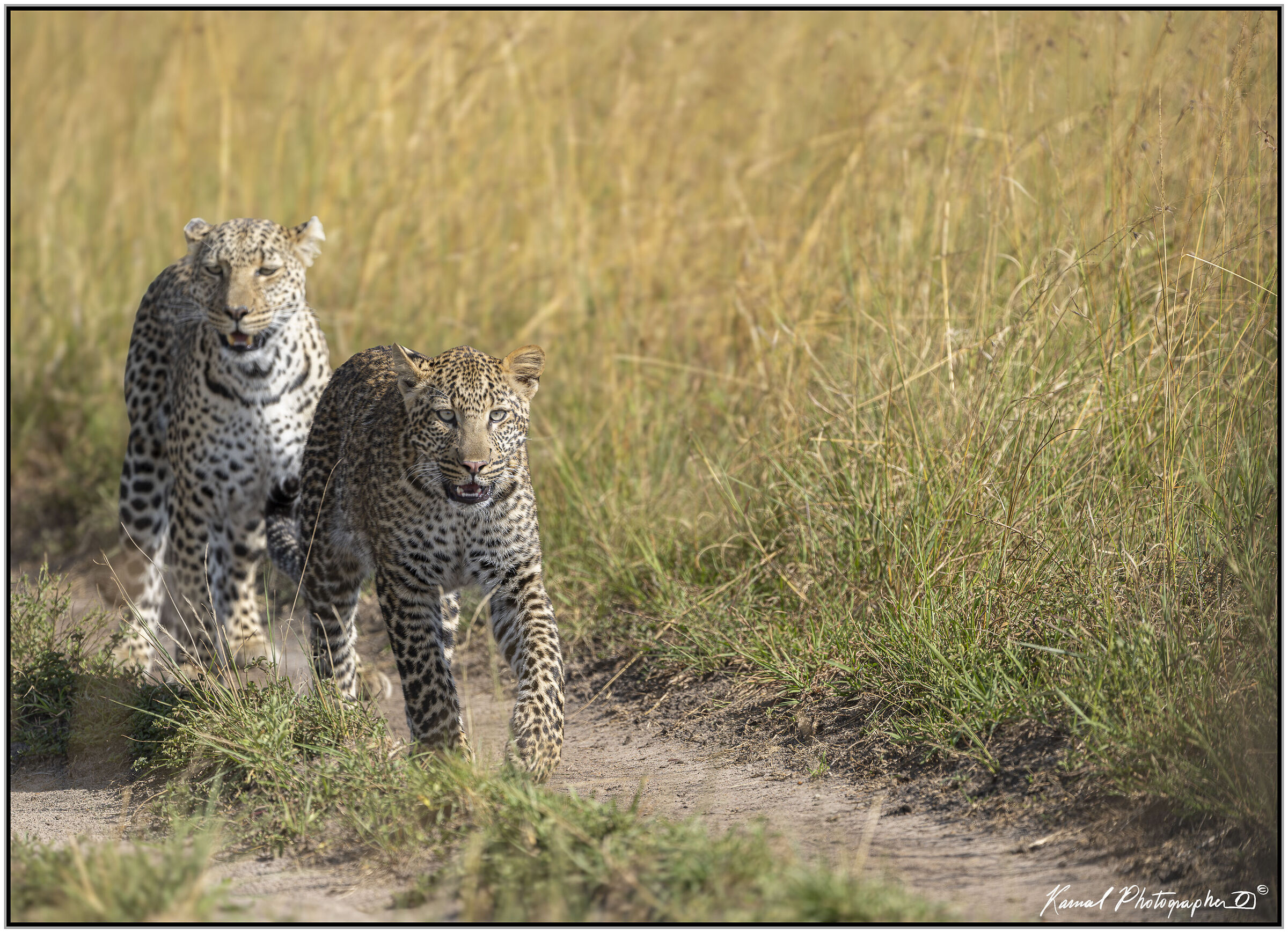 Leopardo(Panthera pardus)