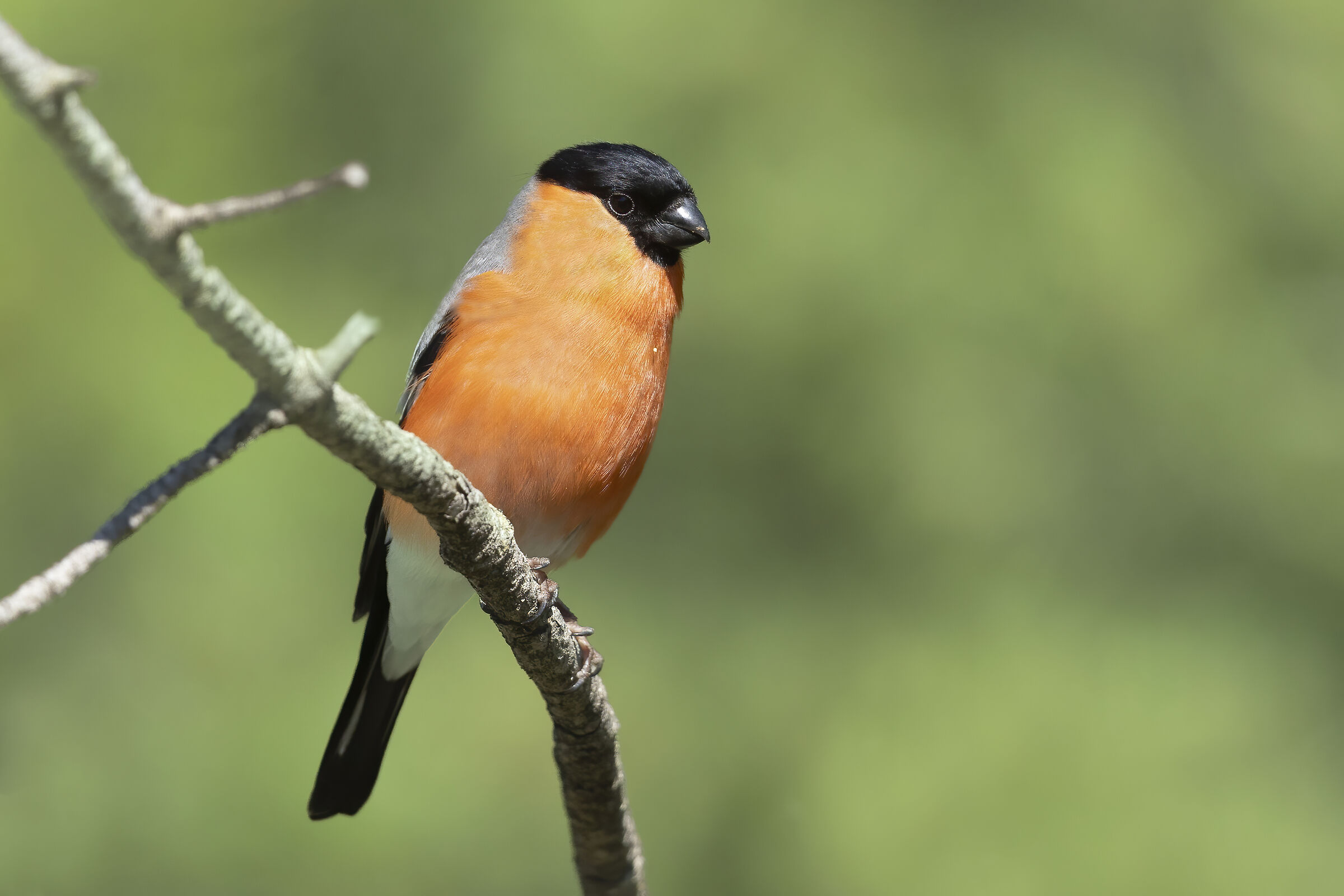 Bullfinch M