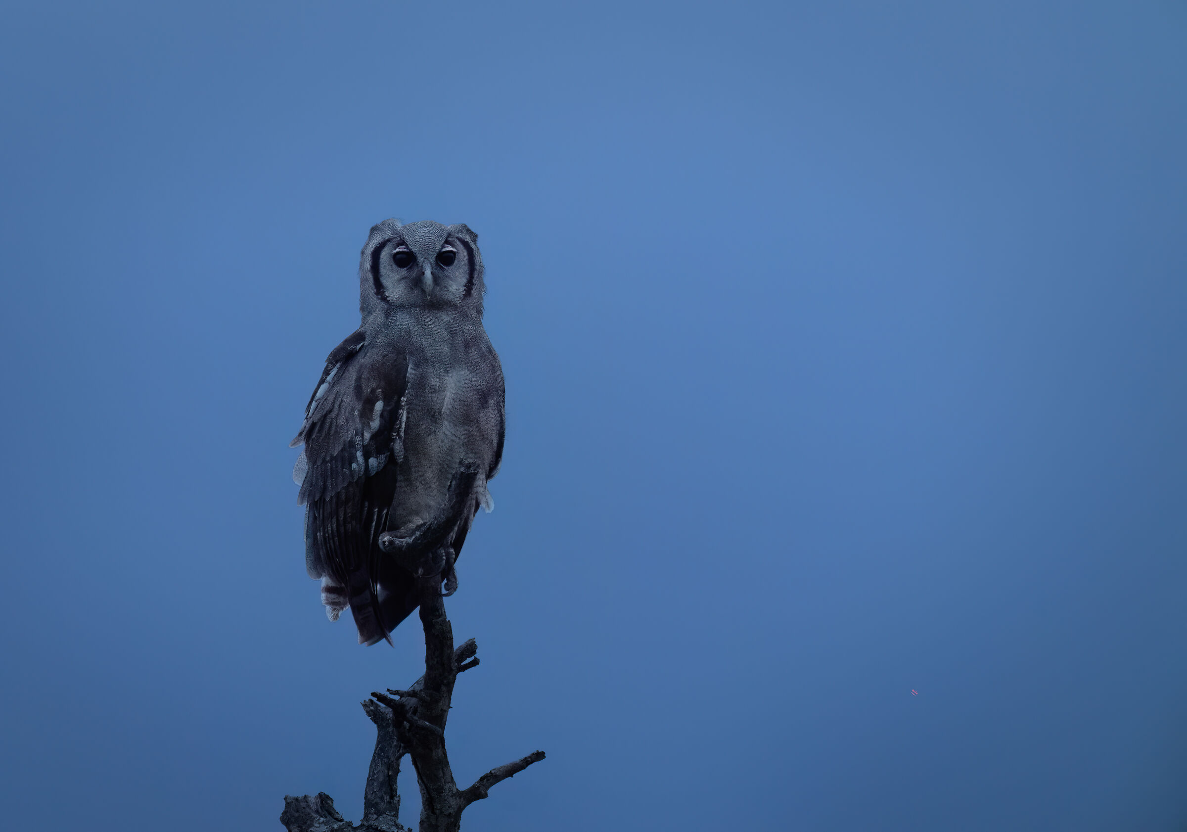 Gufo reale di Verreaux