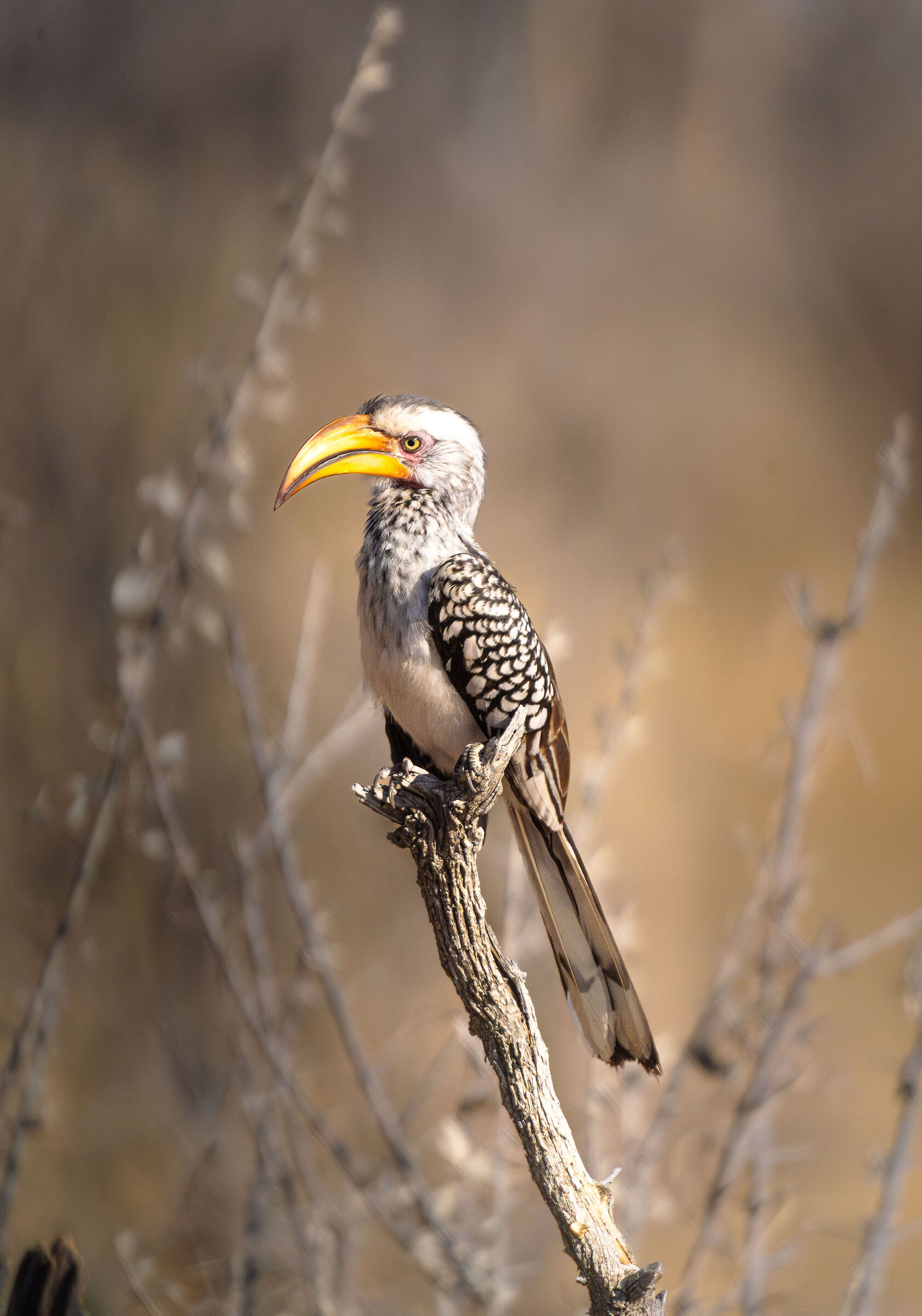 Zazu