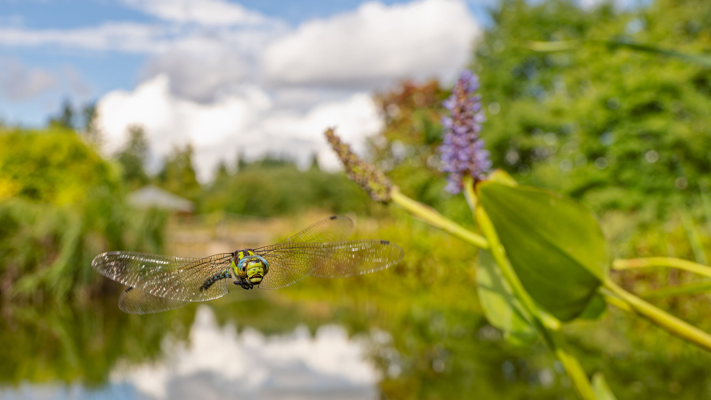 Blue Hawker