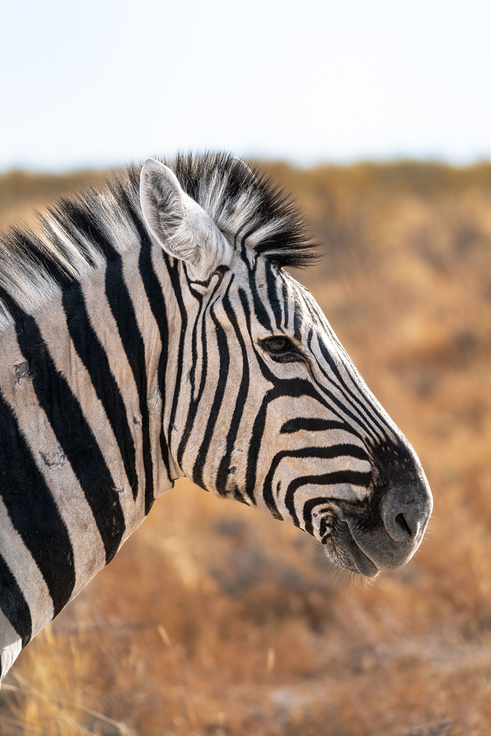 Zebra portrait