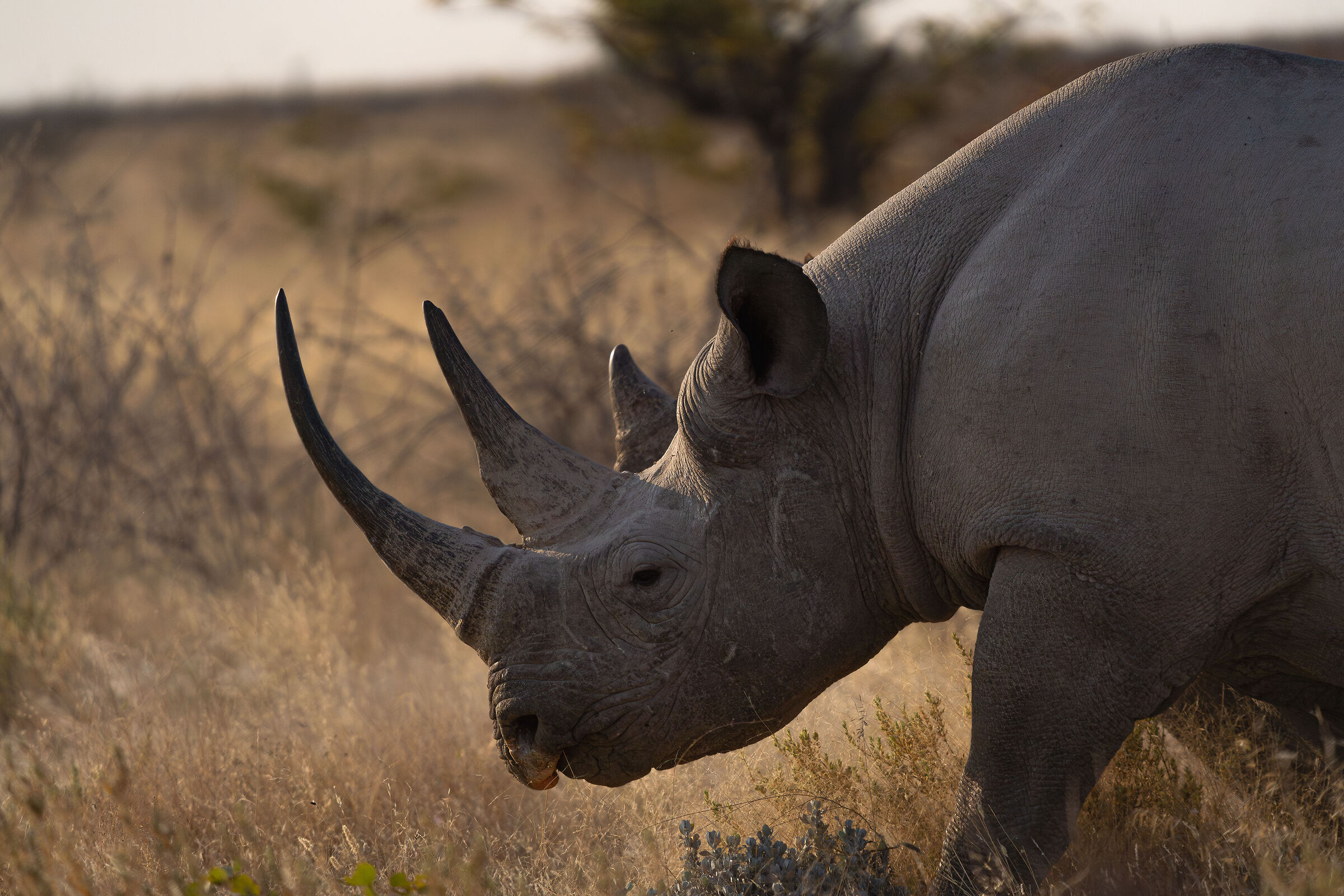 Rhino