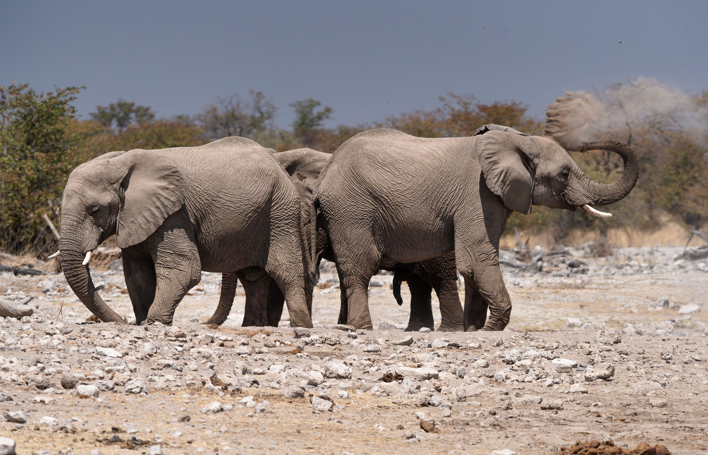 Elephants sand shower