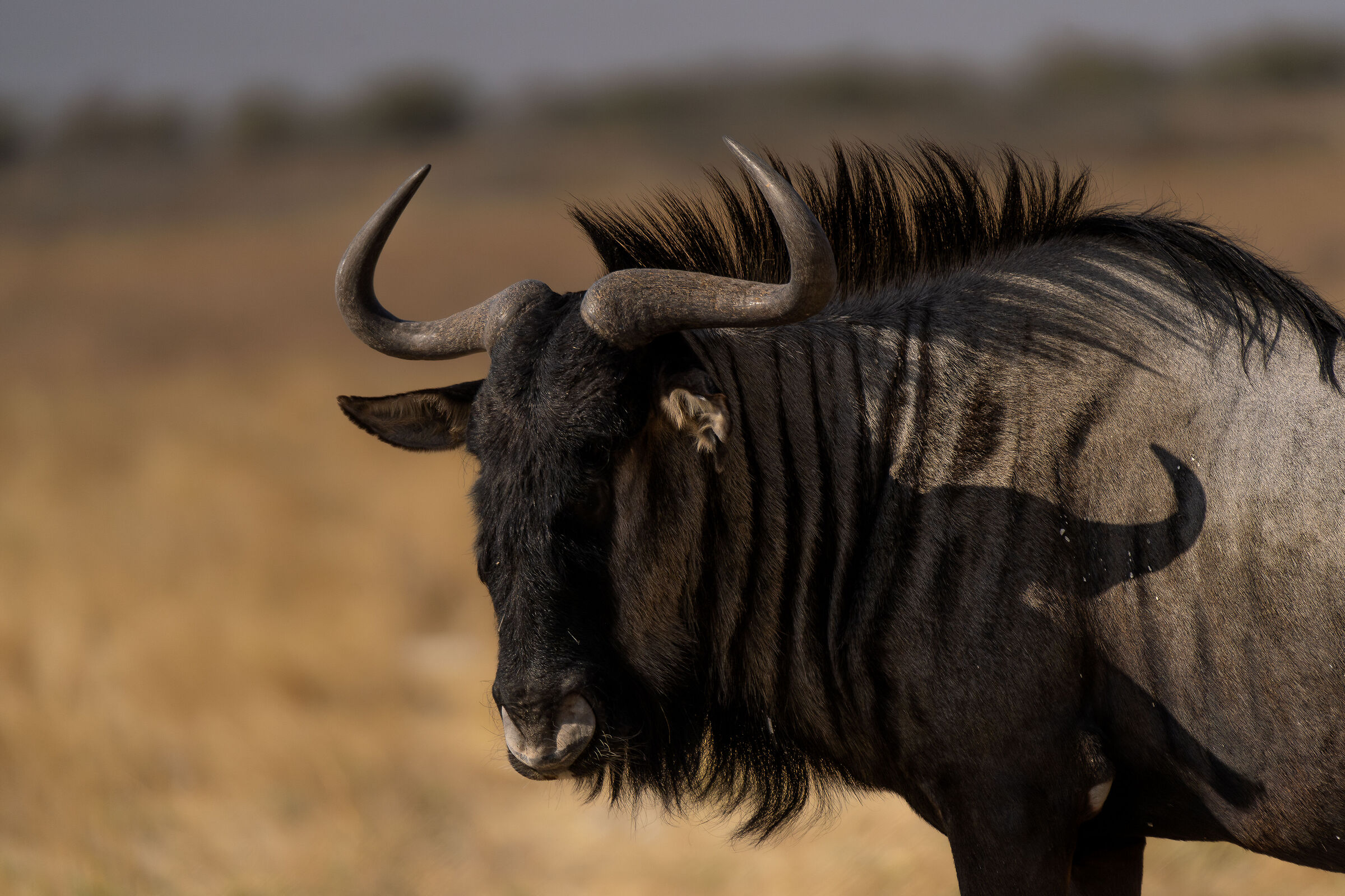 Gnu portrait
