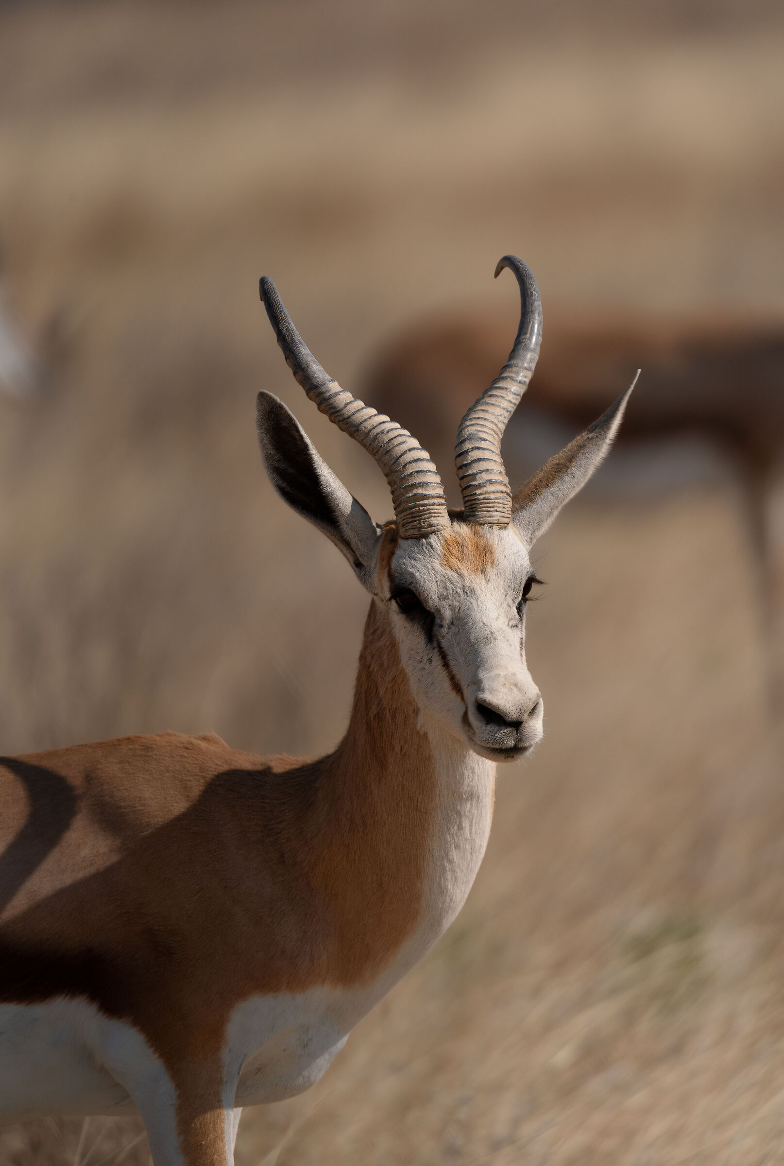 Springbok Evil