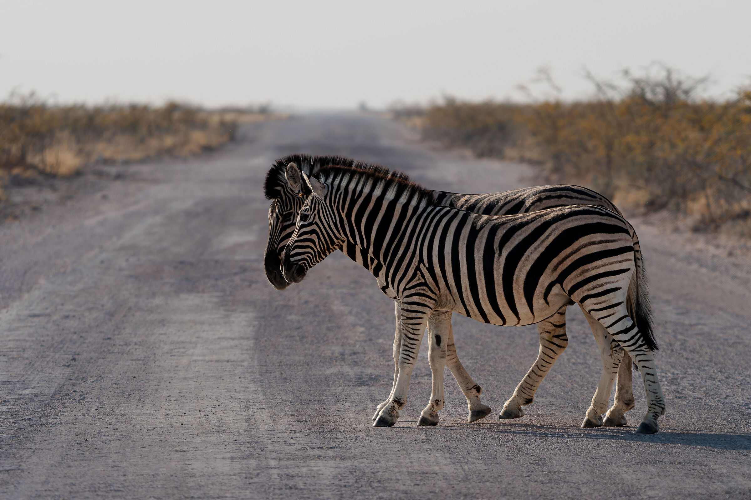 Zebra overlay