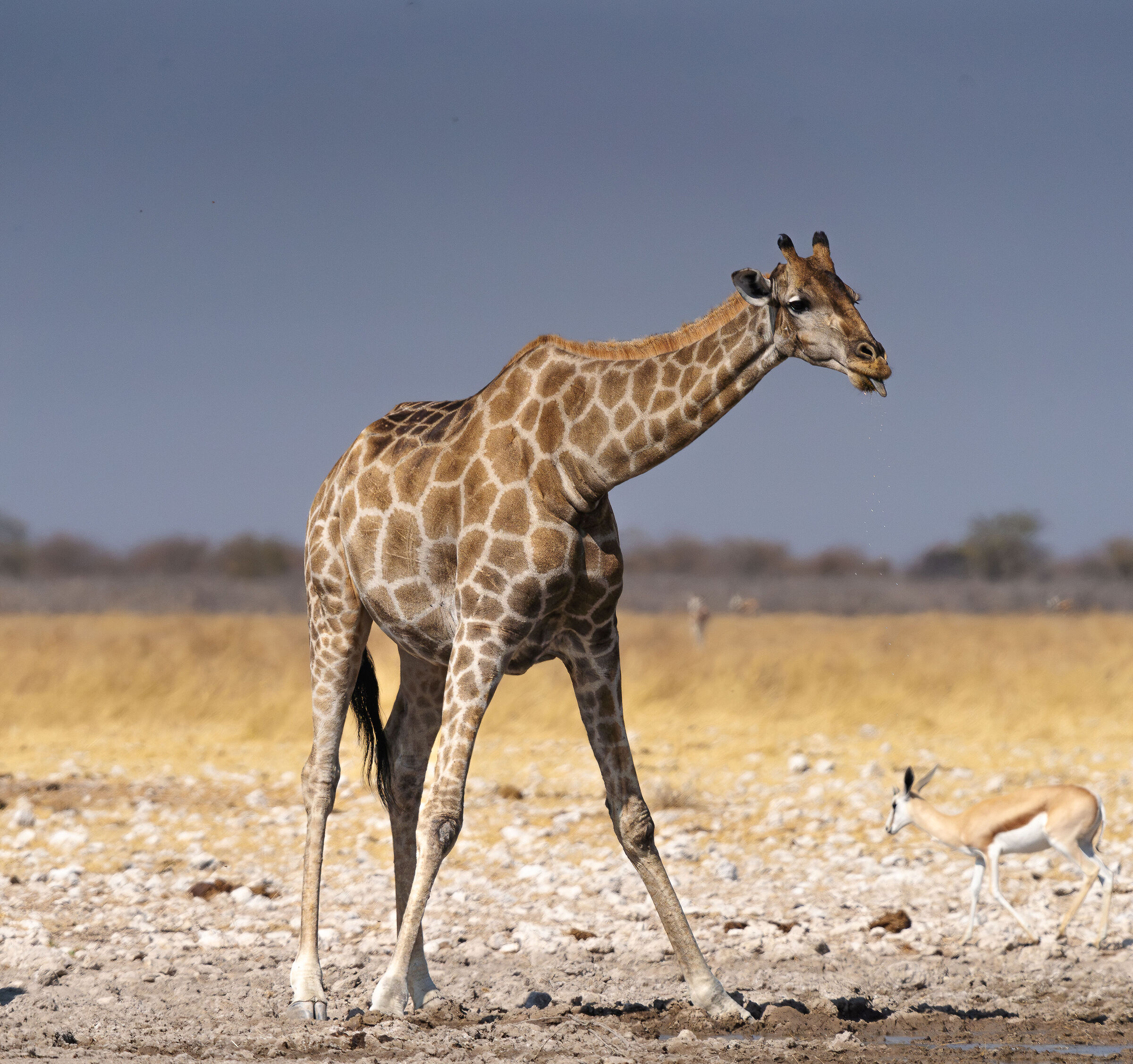 Tongue giraffe