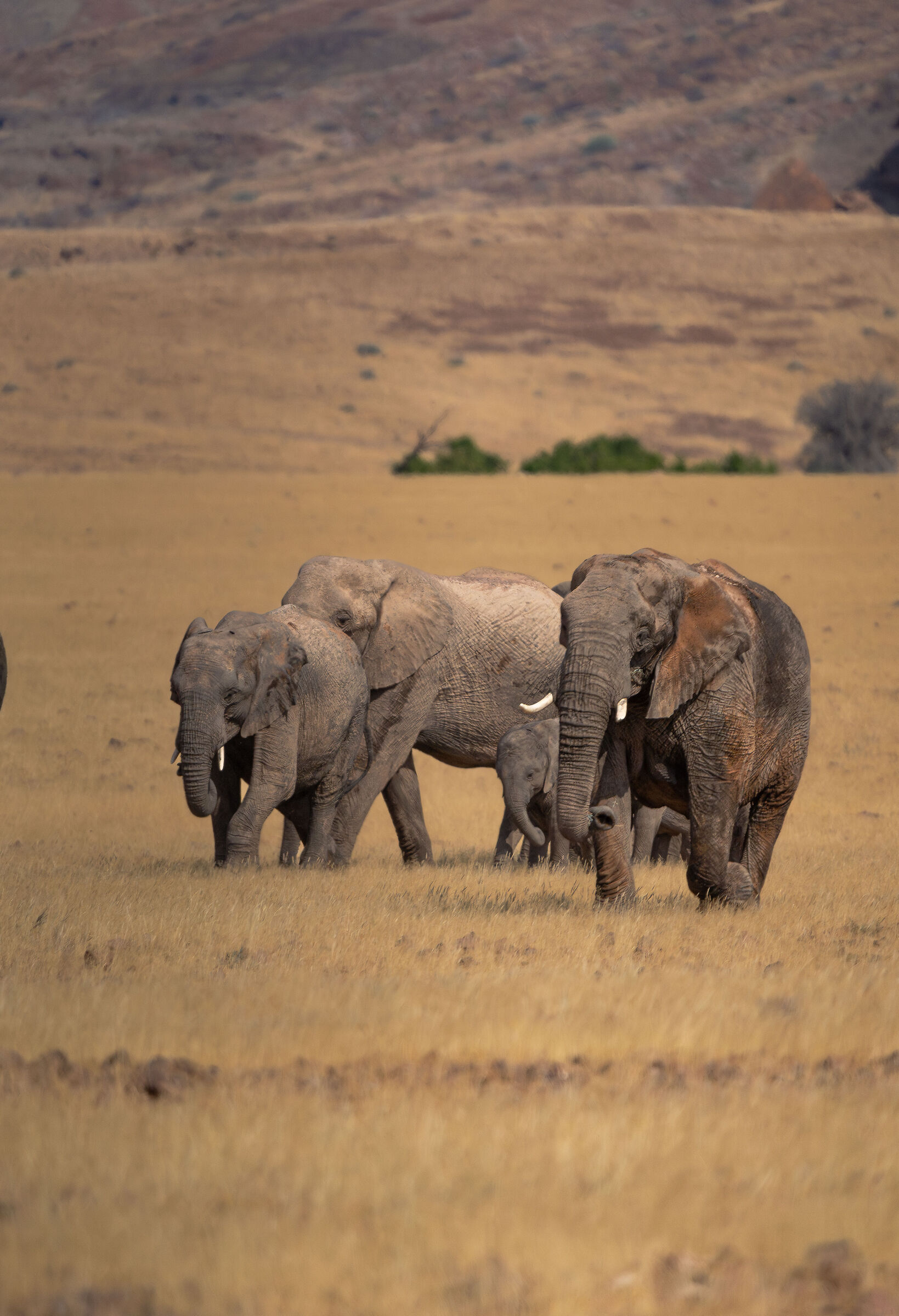 elephants