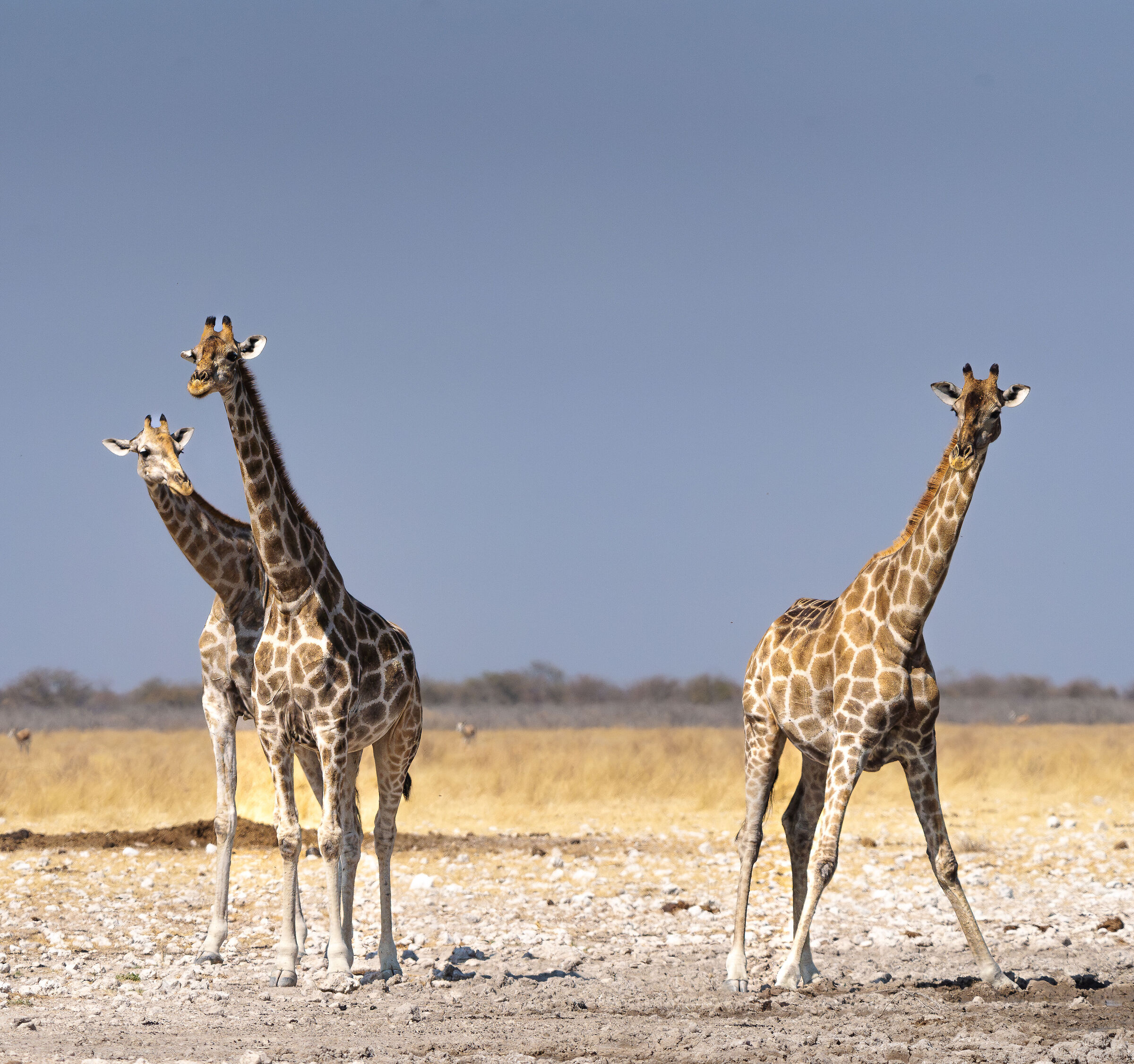 Giraffes